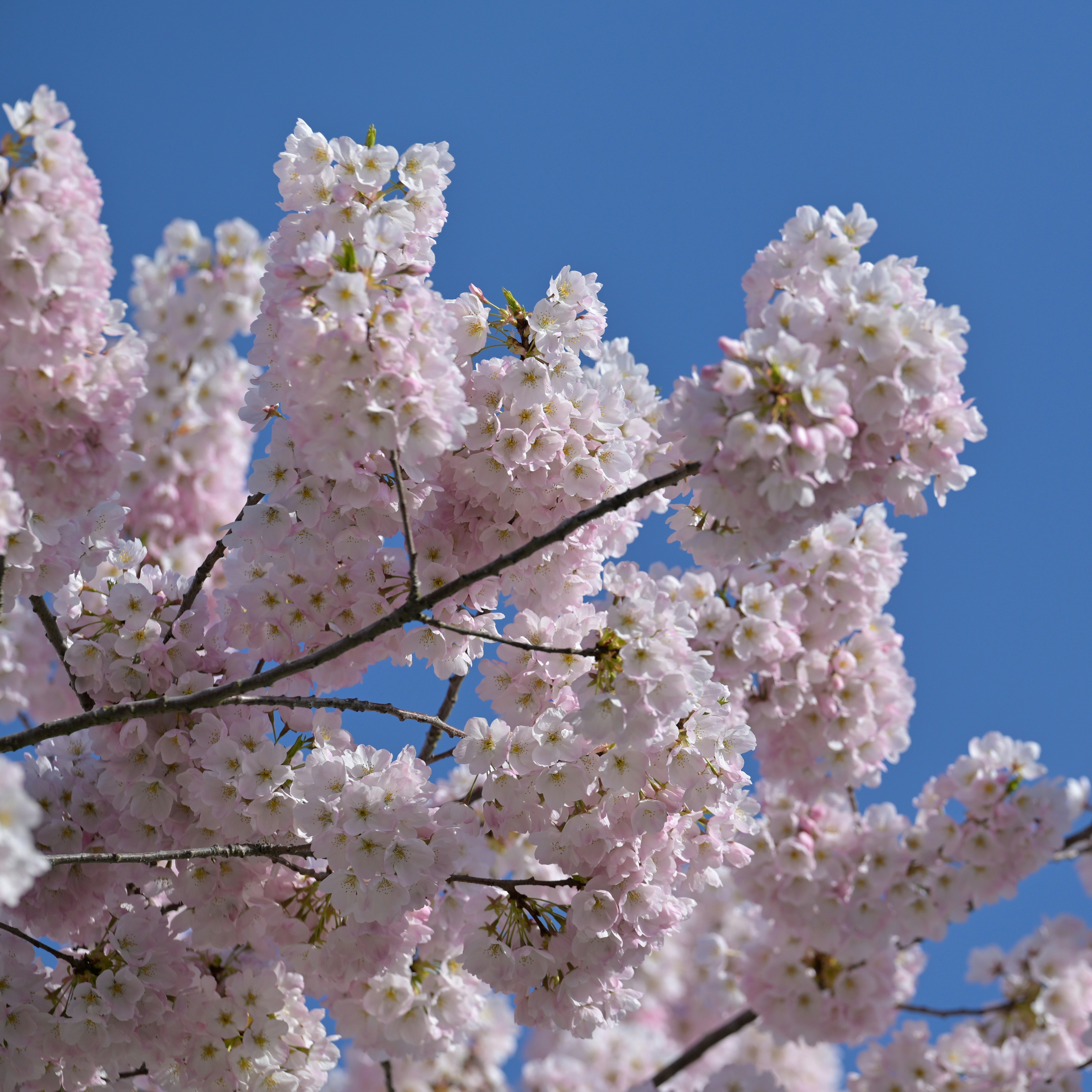 Photo by jonathankslim