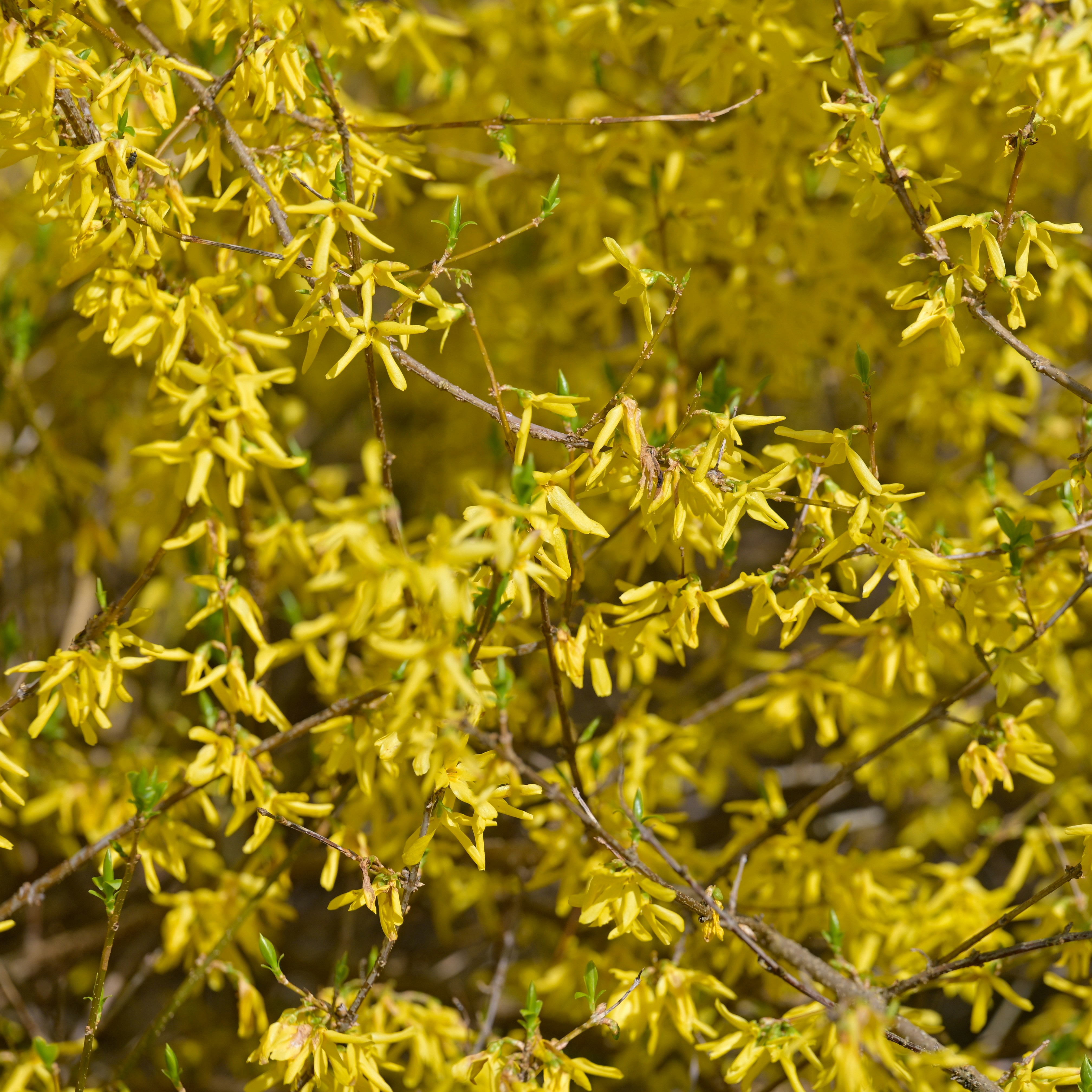 Photo by jonathankslim