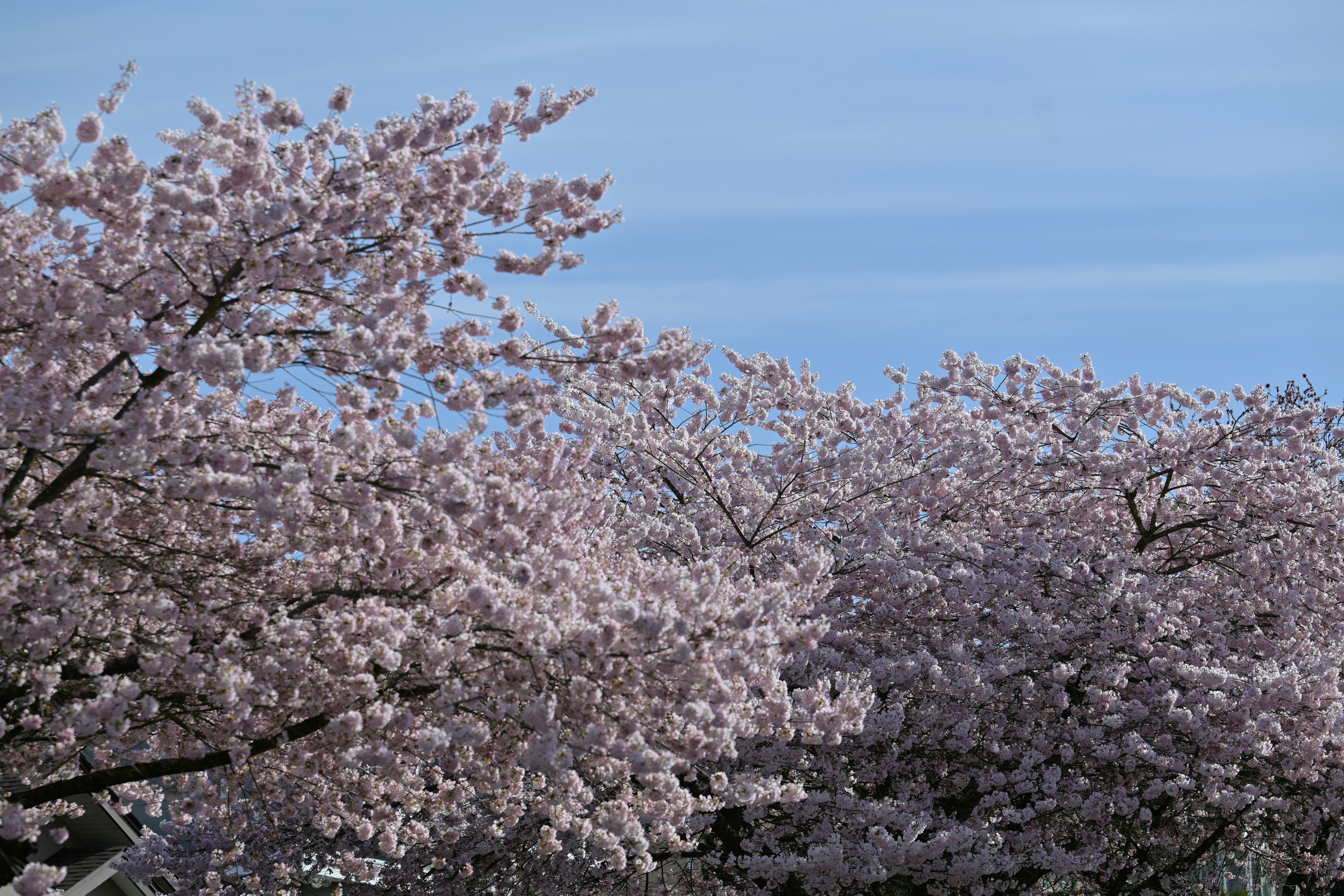 Photo by jonathankslim