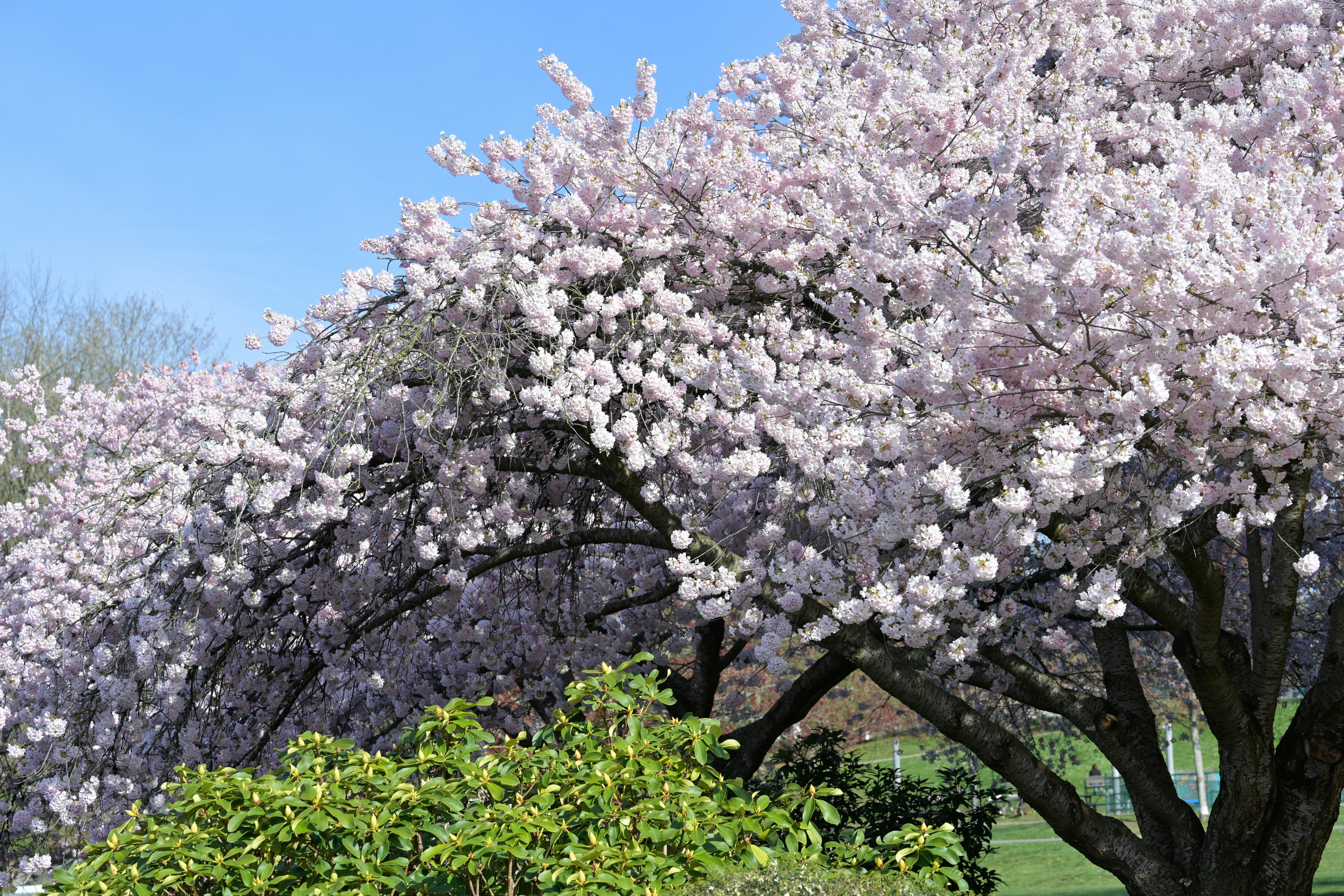 Photo by jonathankslim