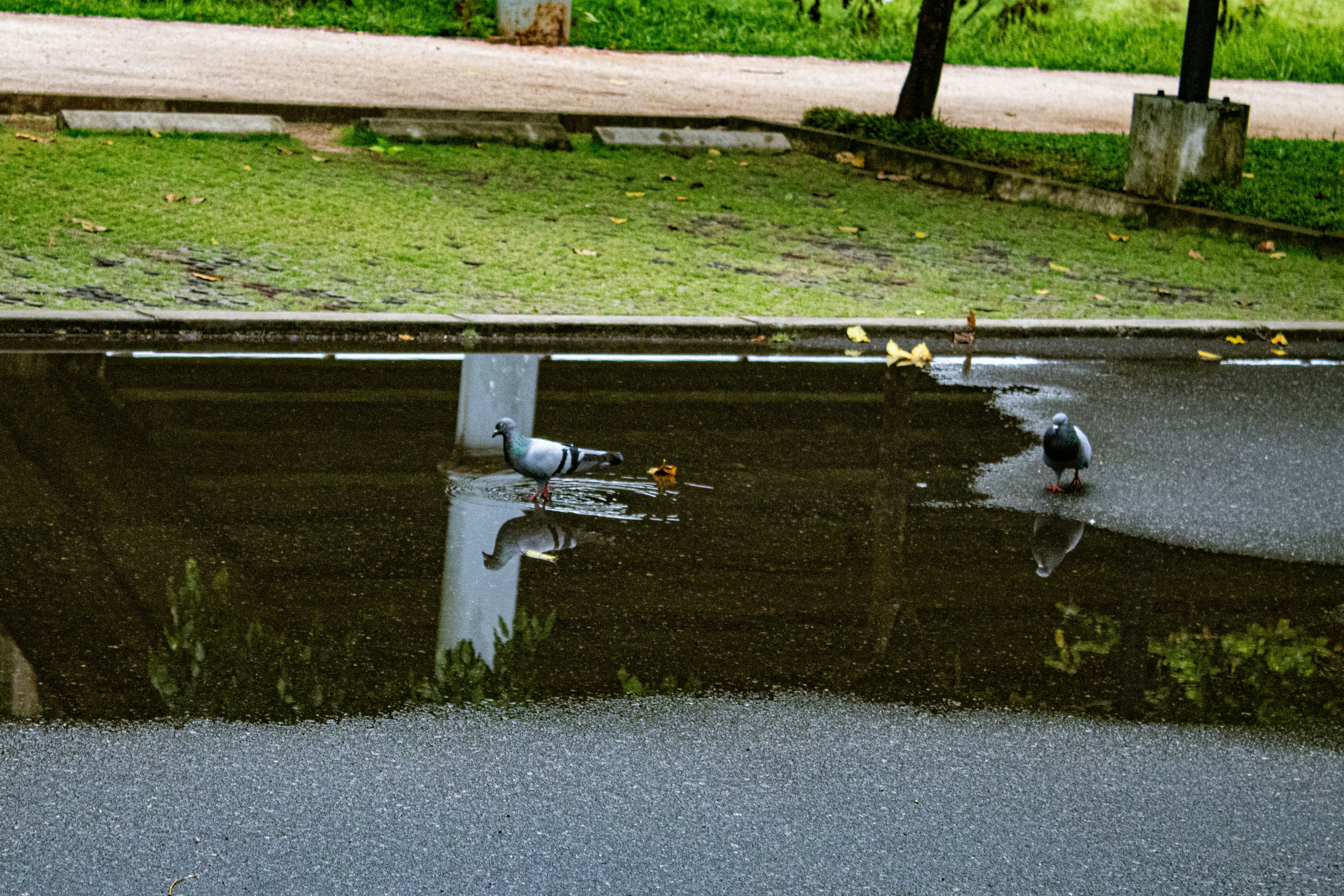Pigeons drink water from a puddle on the street.
