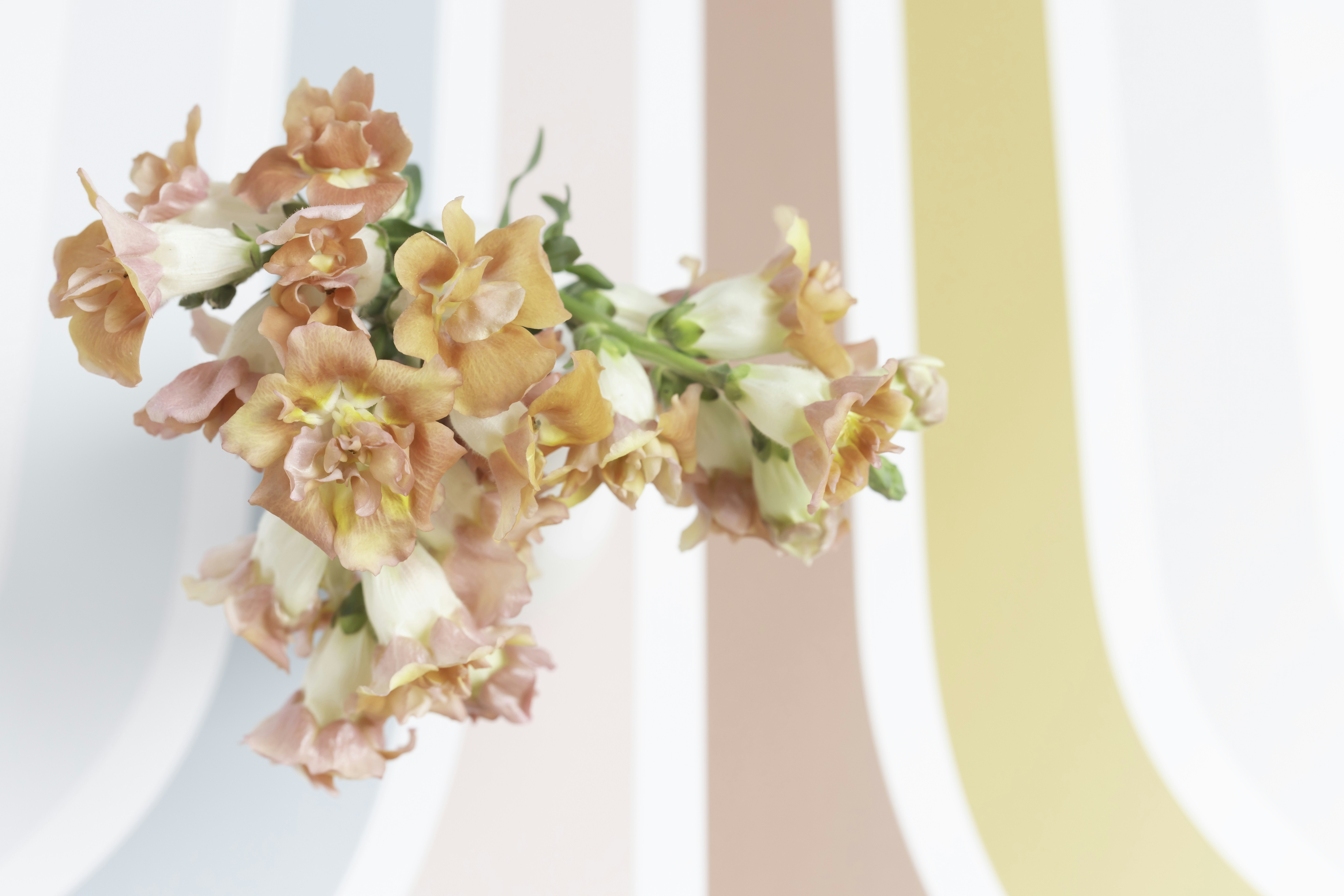 Photo by native7photo