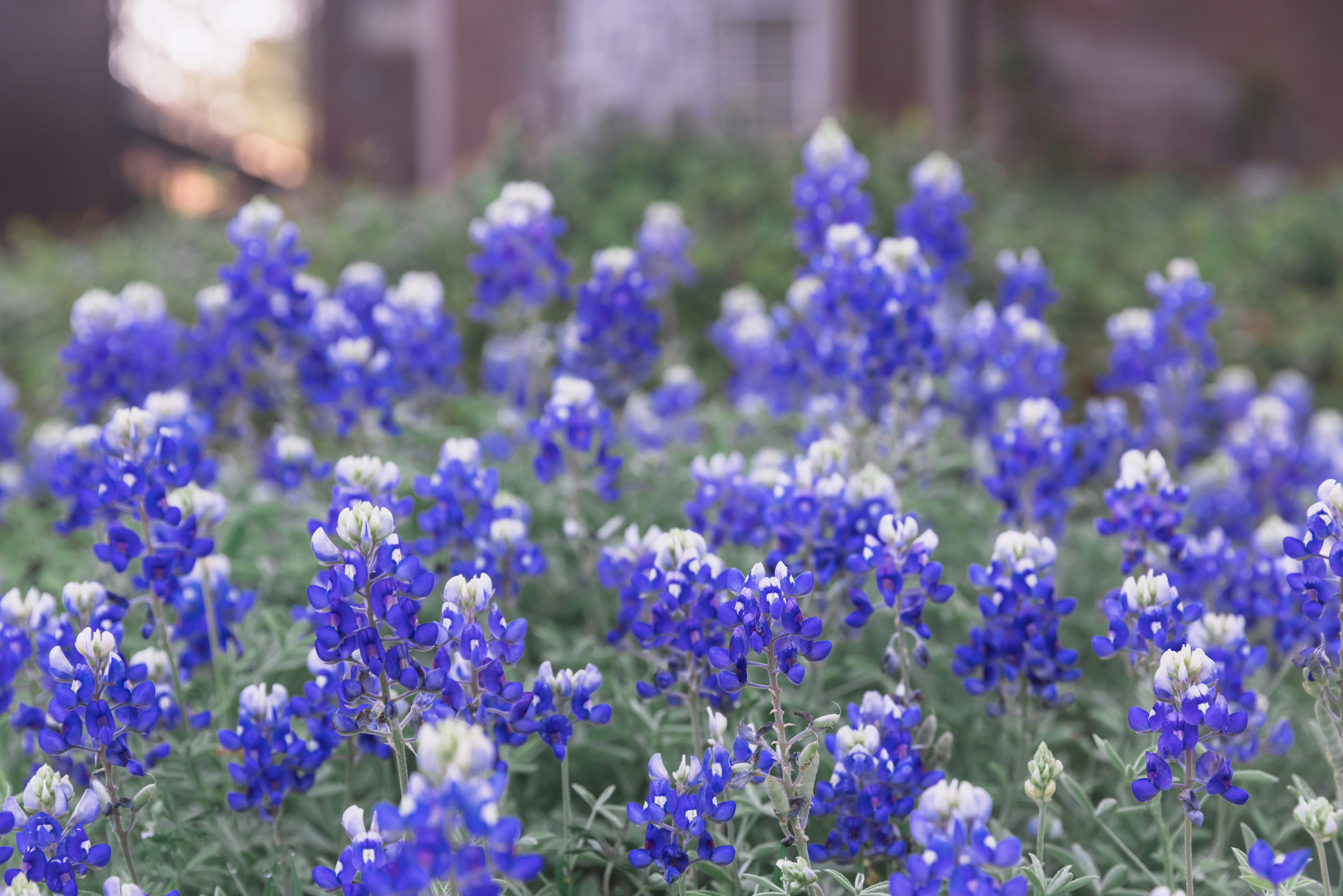 Texas: Big State, Bigger Plant Diversity (image credits: unsplash)