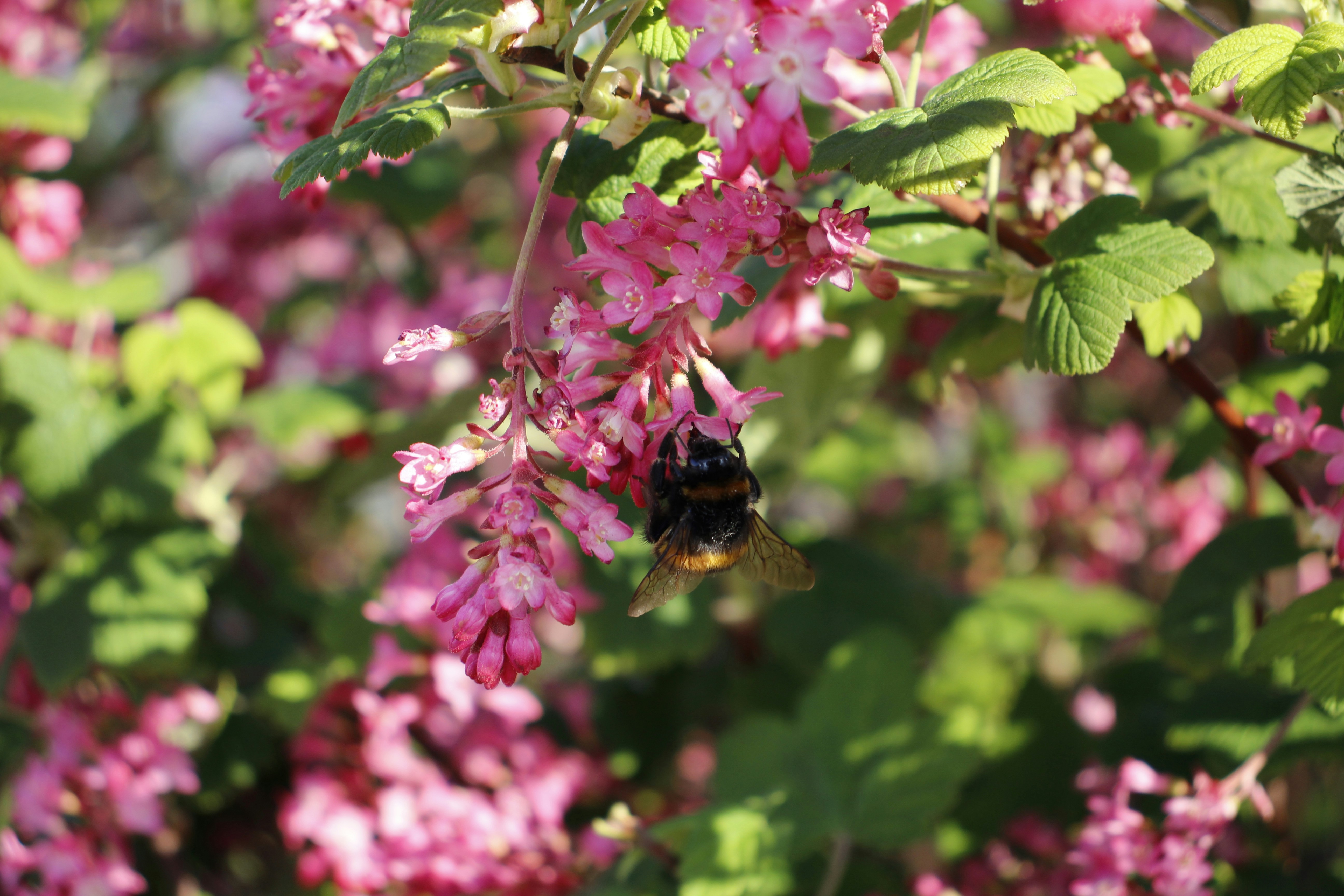 Photo by bloominghyacinth