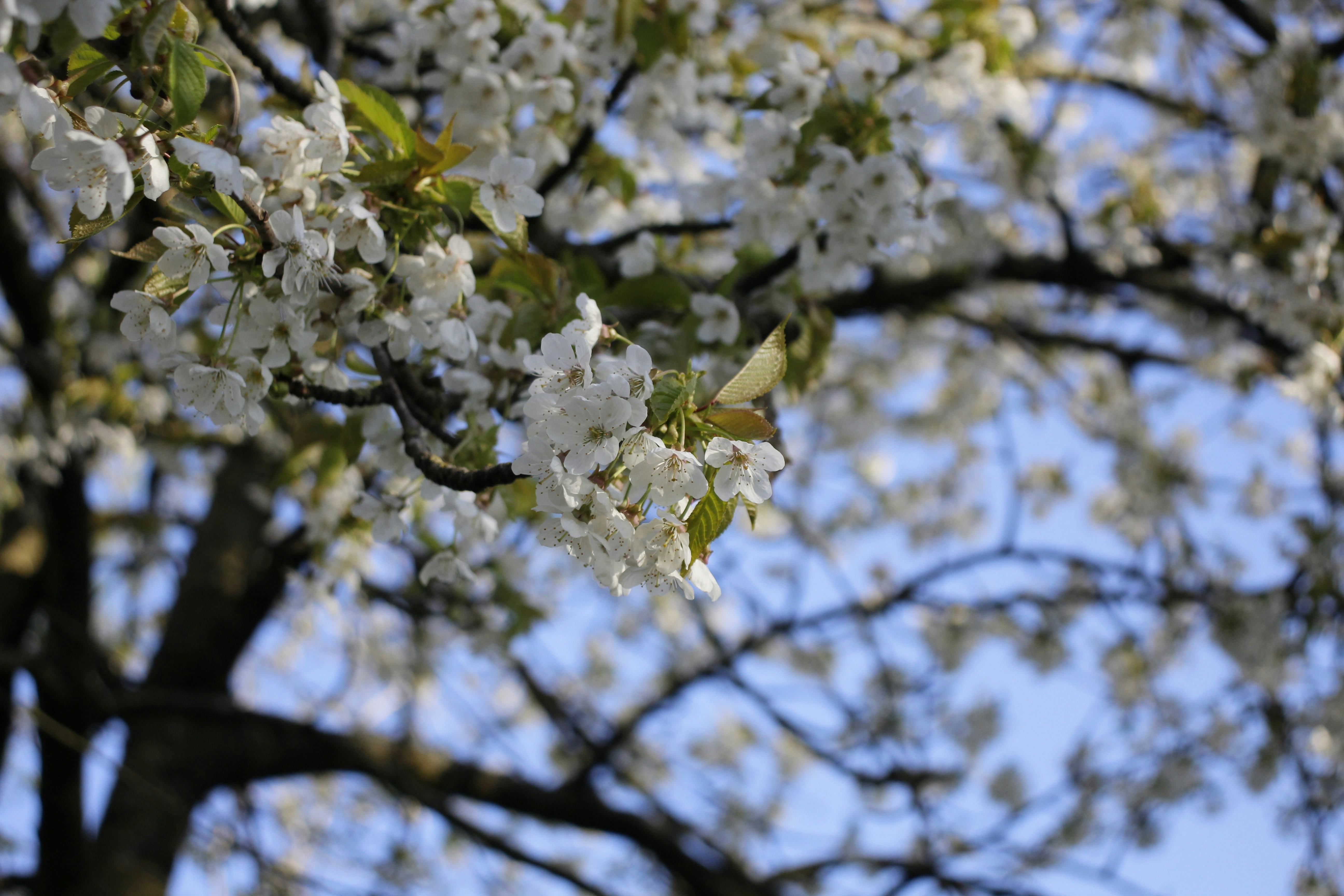 Photo by bloominghyacinth