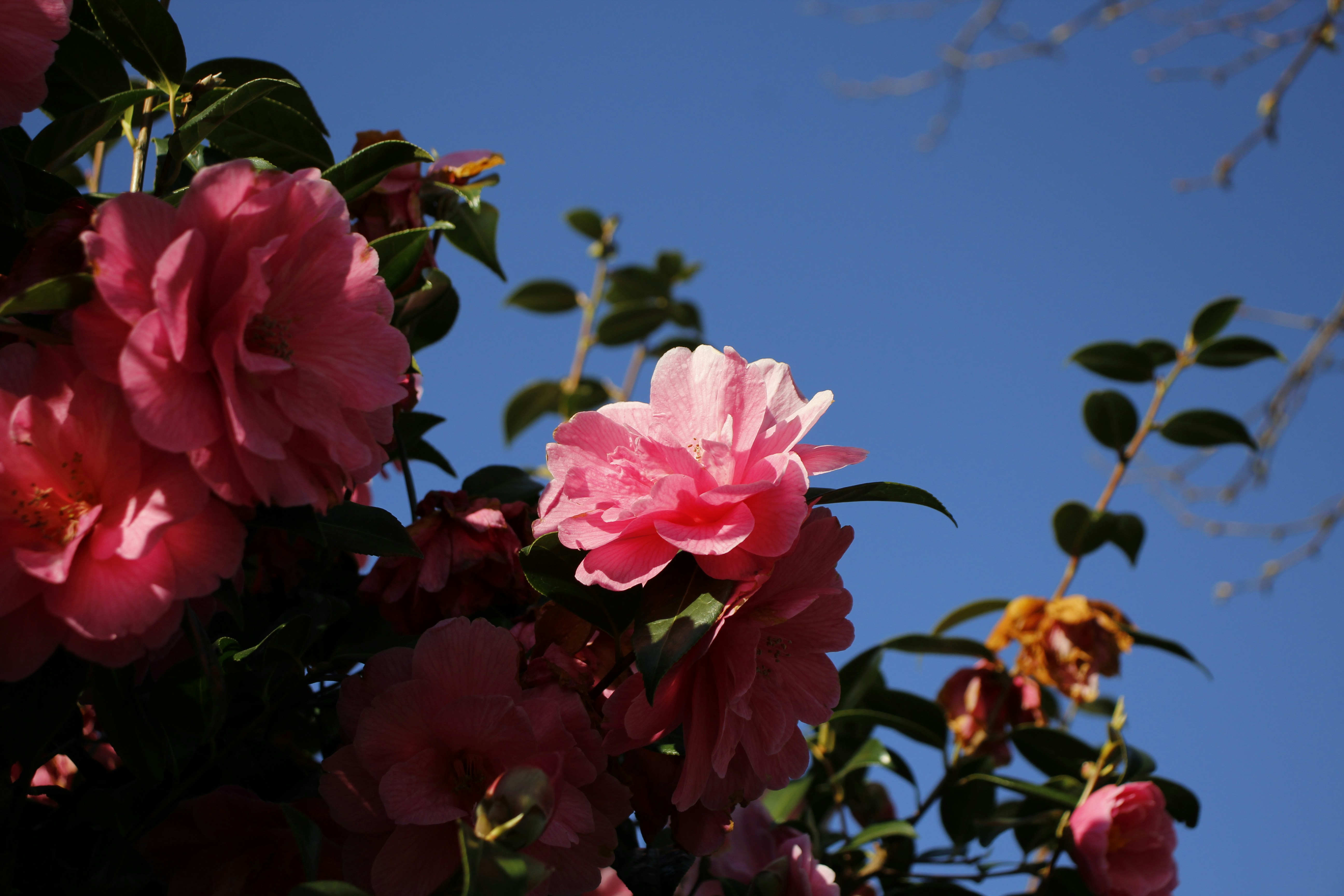 Photo by bloominghyacinth