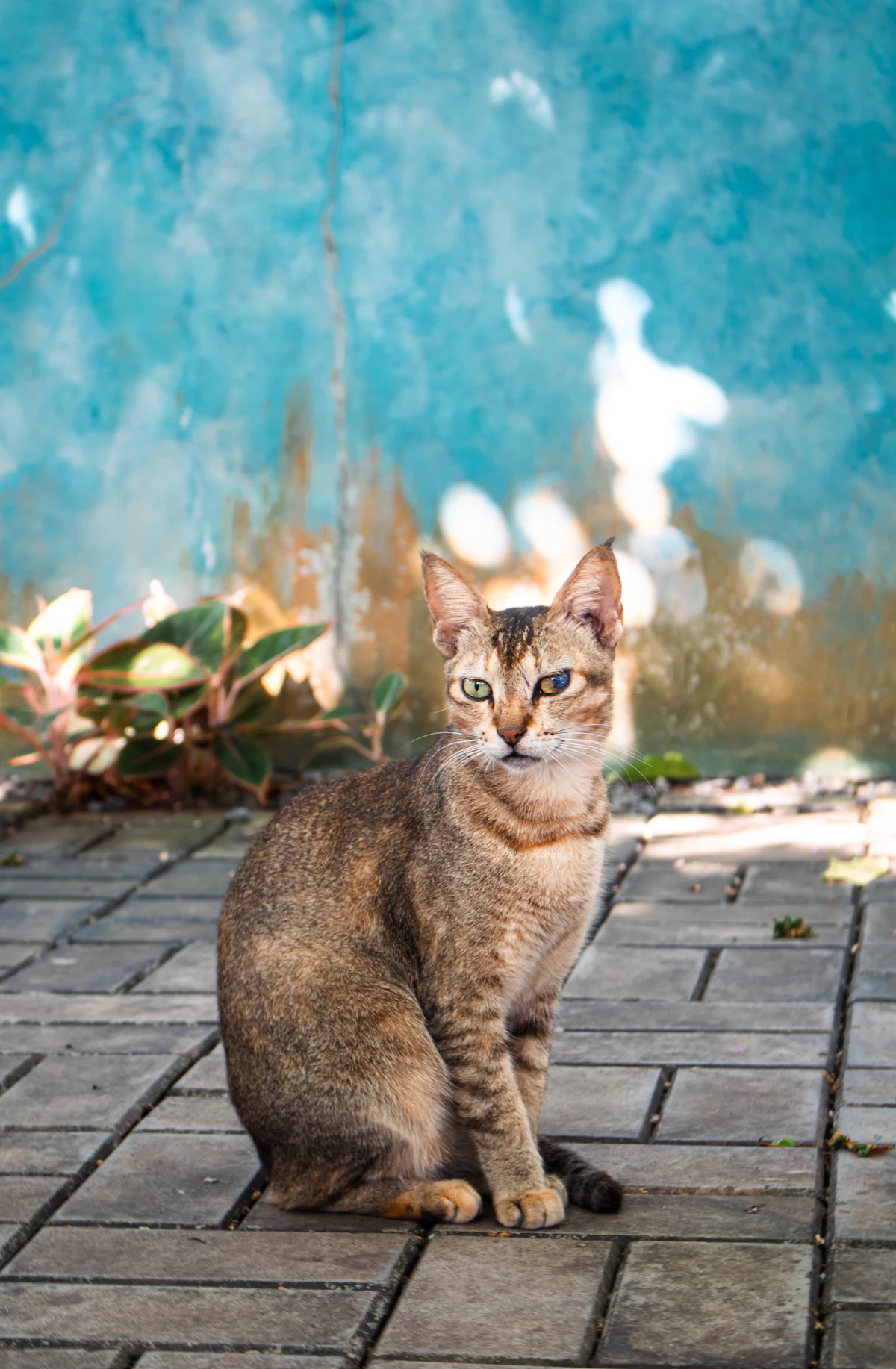 Gato mirando de cerca a cámara
