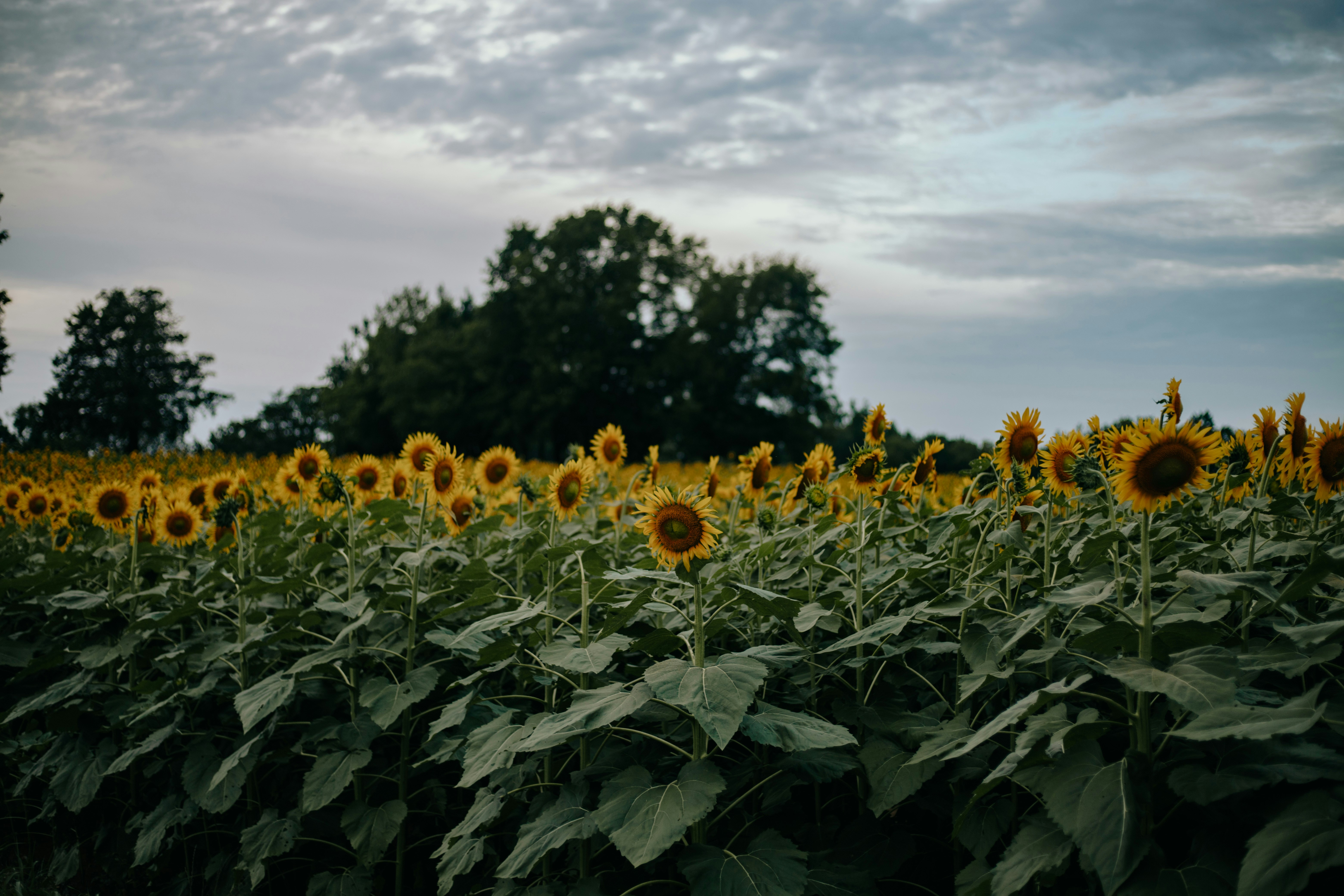 A field of sunflowers reaches for the sky.