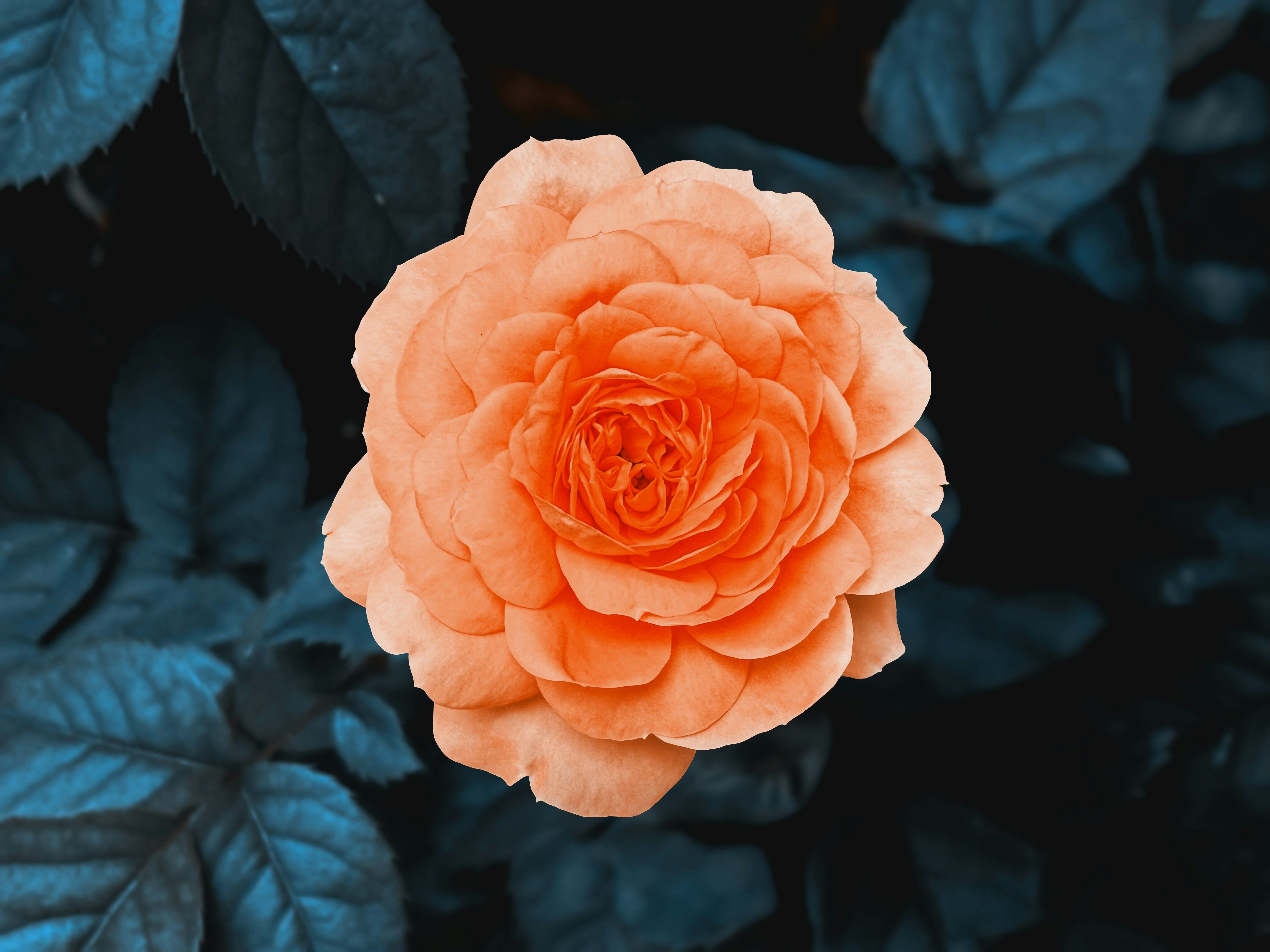 Photo by 7henrique1993