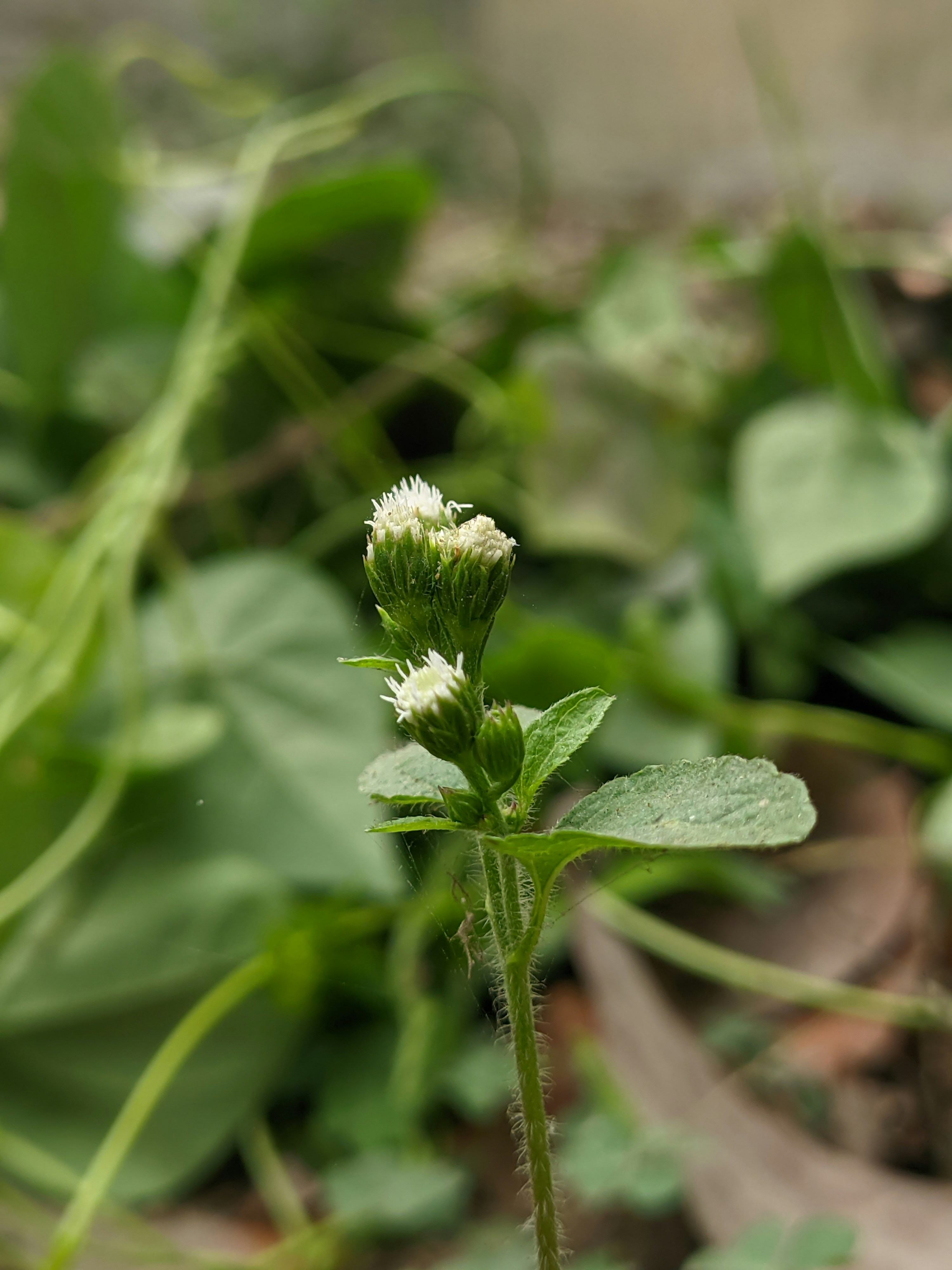 Photo by shotbywoliul