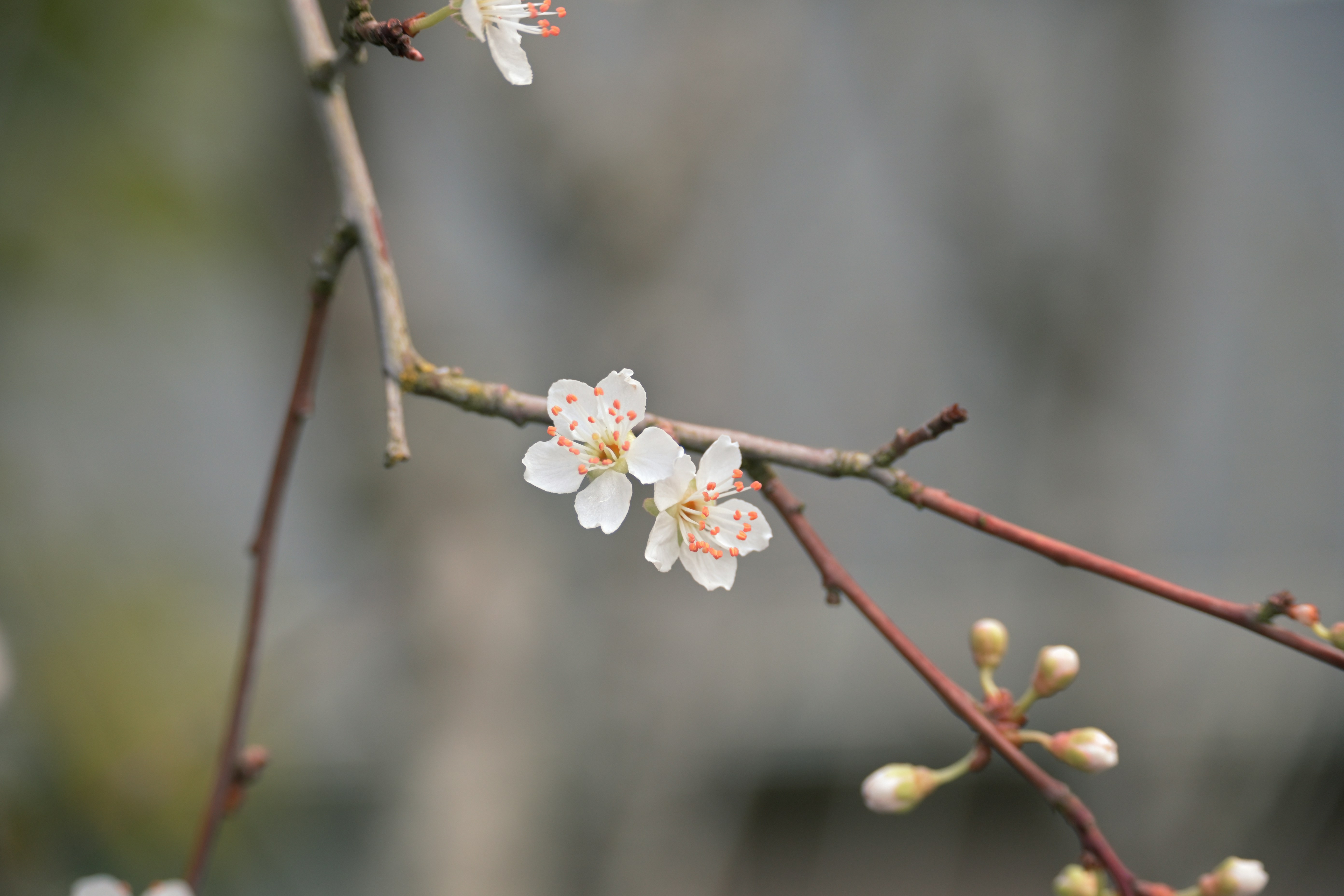 Photo by fleeting_glow