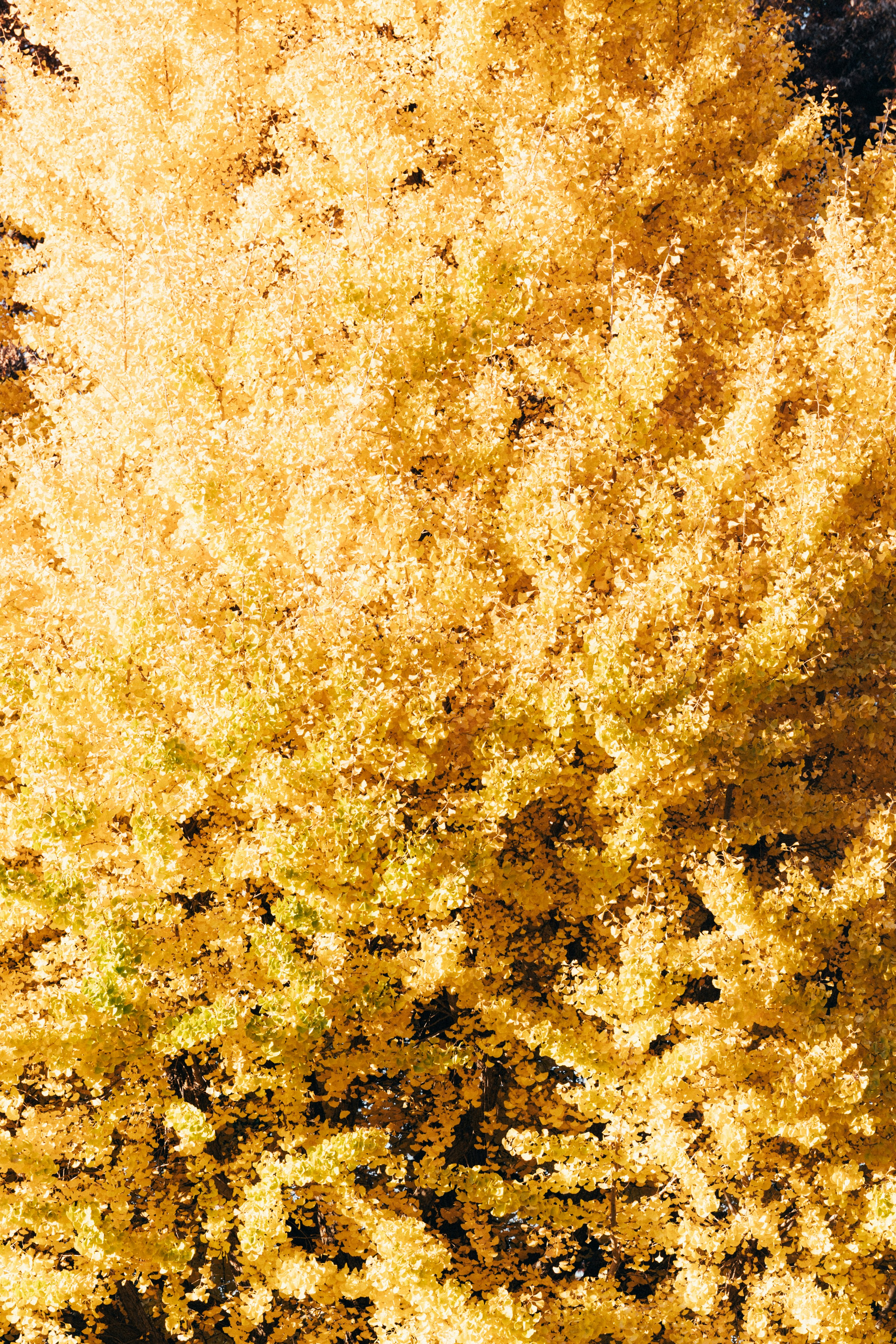 Photo by tsuyoshikozu