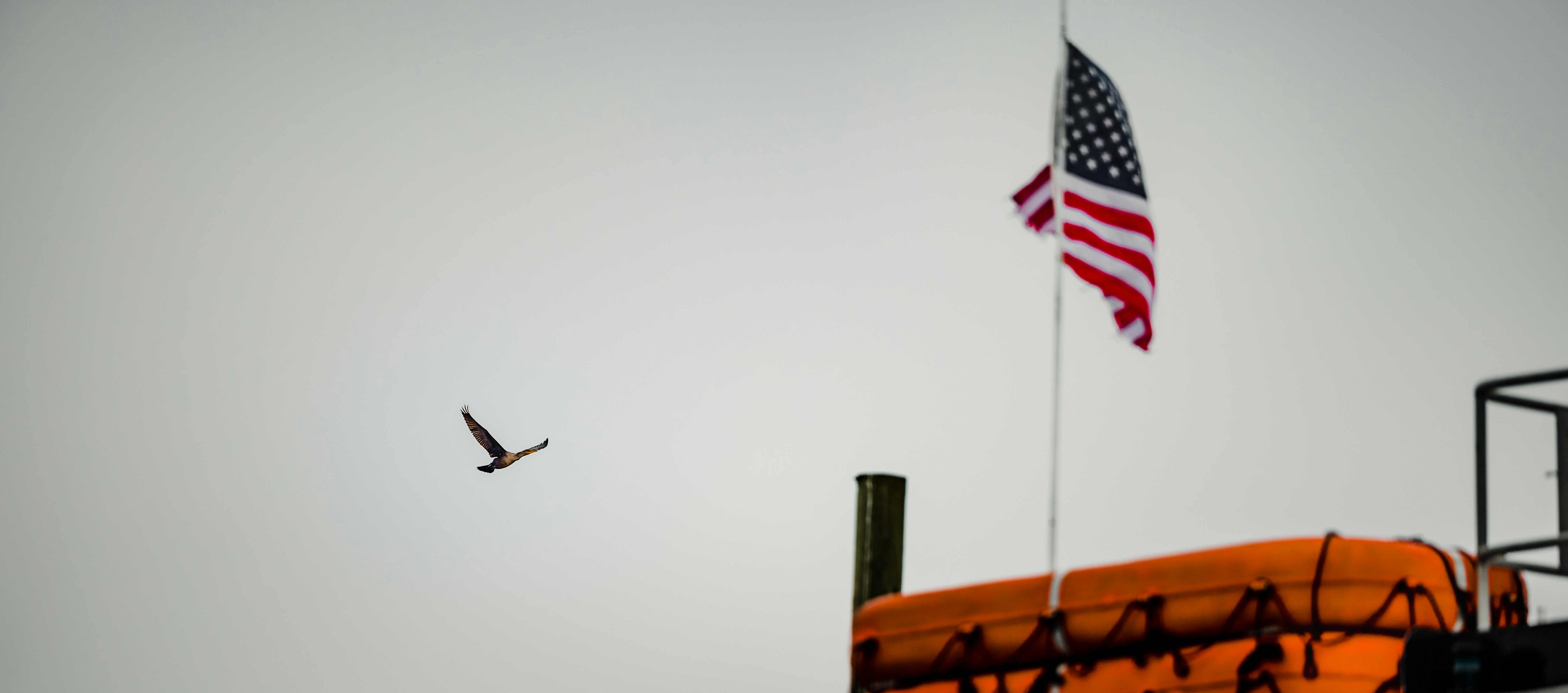 A bird flies past the american flag.