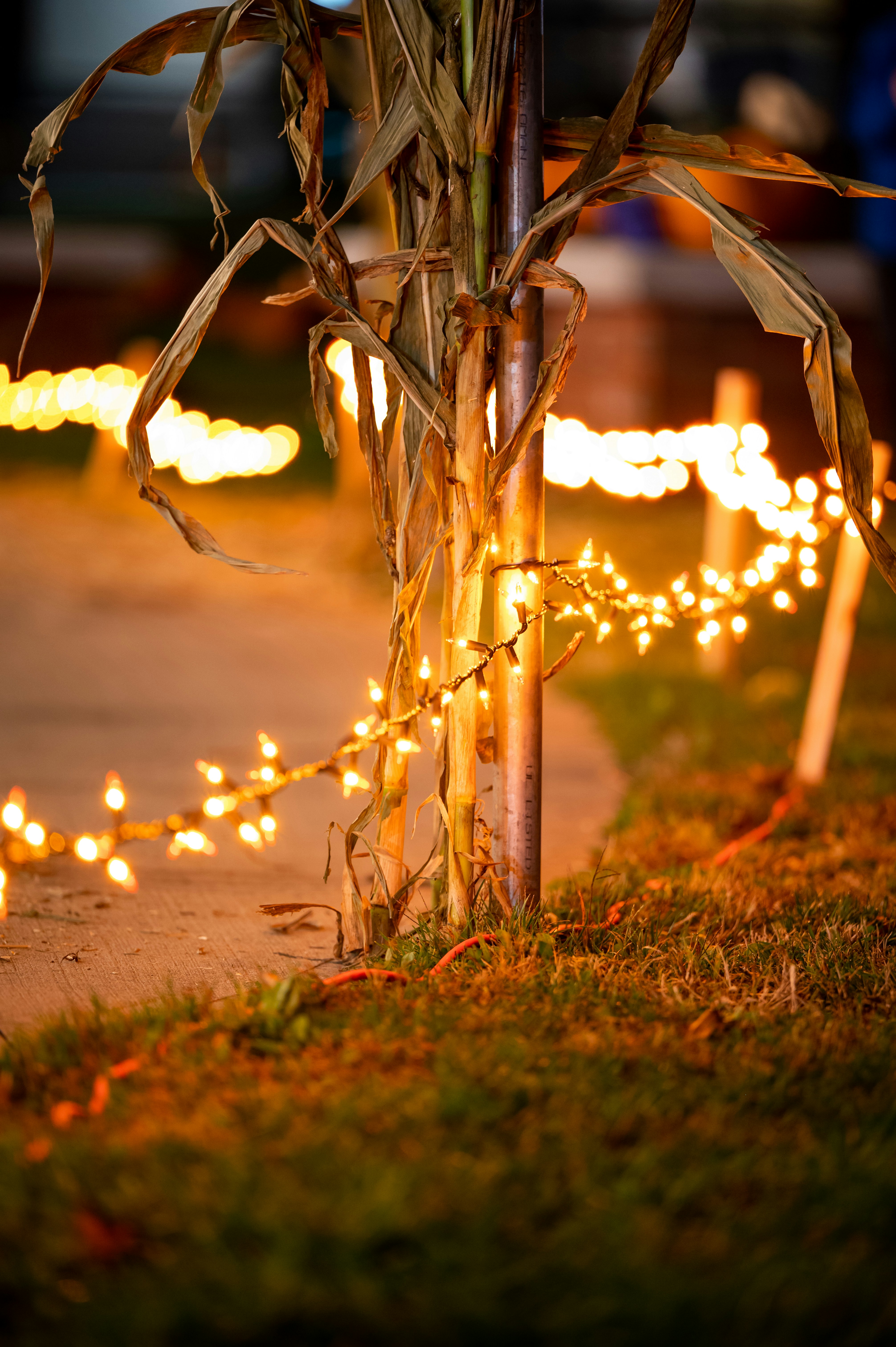 Holiday lights illuminate a corn stalk in the evening.