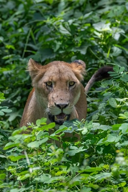 A lioness peers through the green foliage.