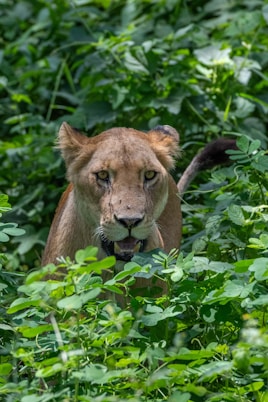 A lioness peers through the green foliage.