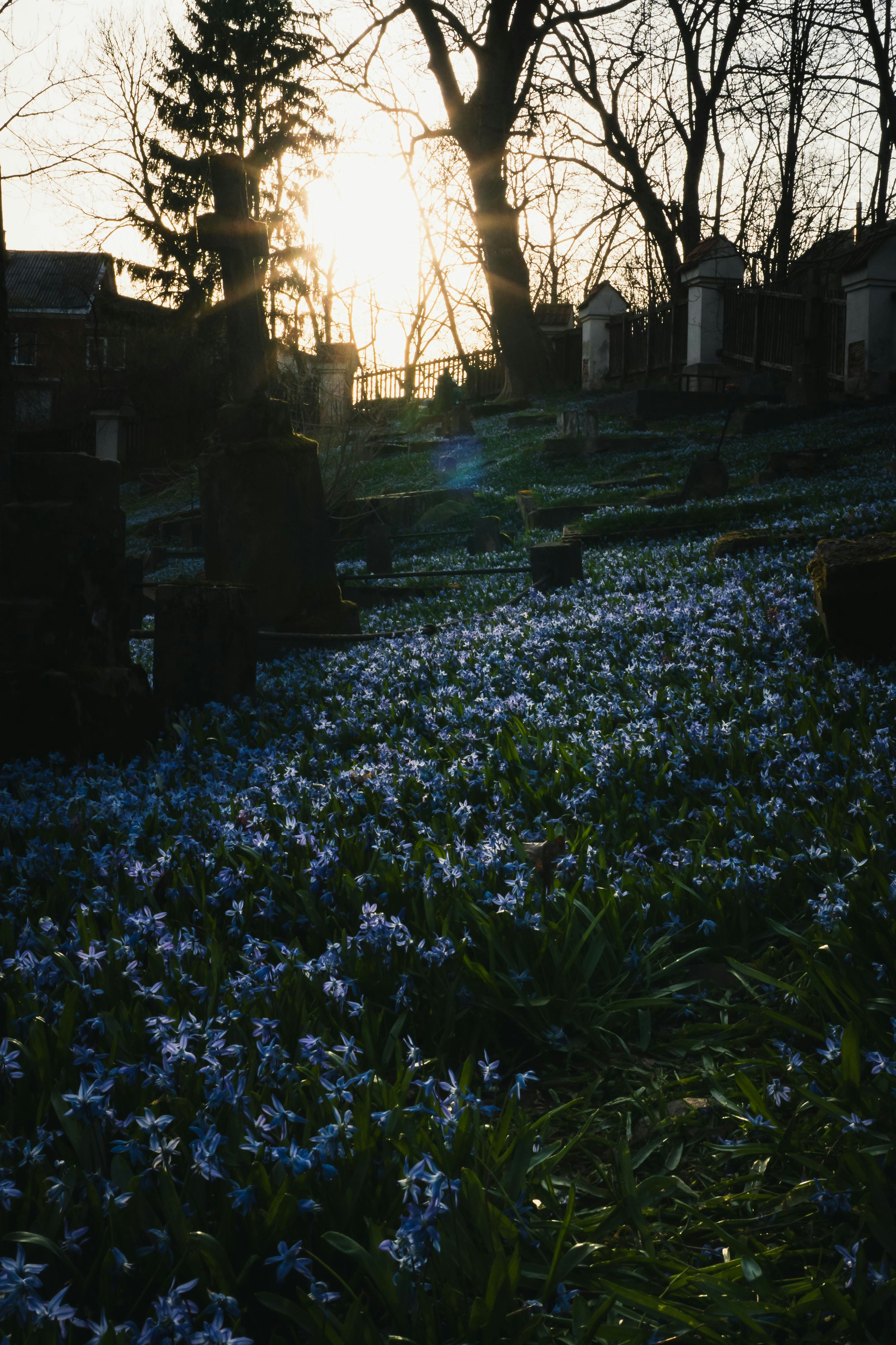 Flowers bloom in a sunlit cemetery.