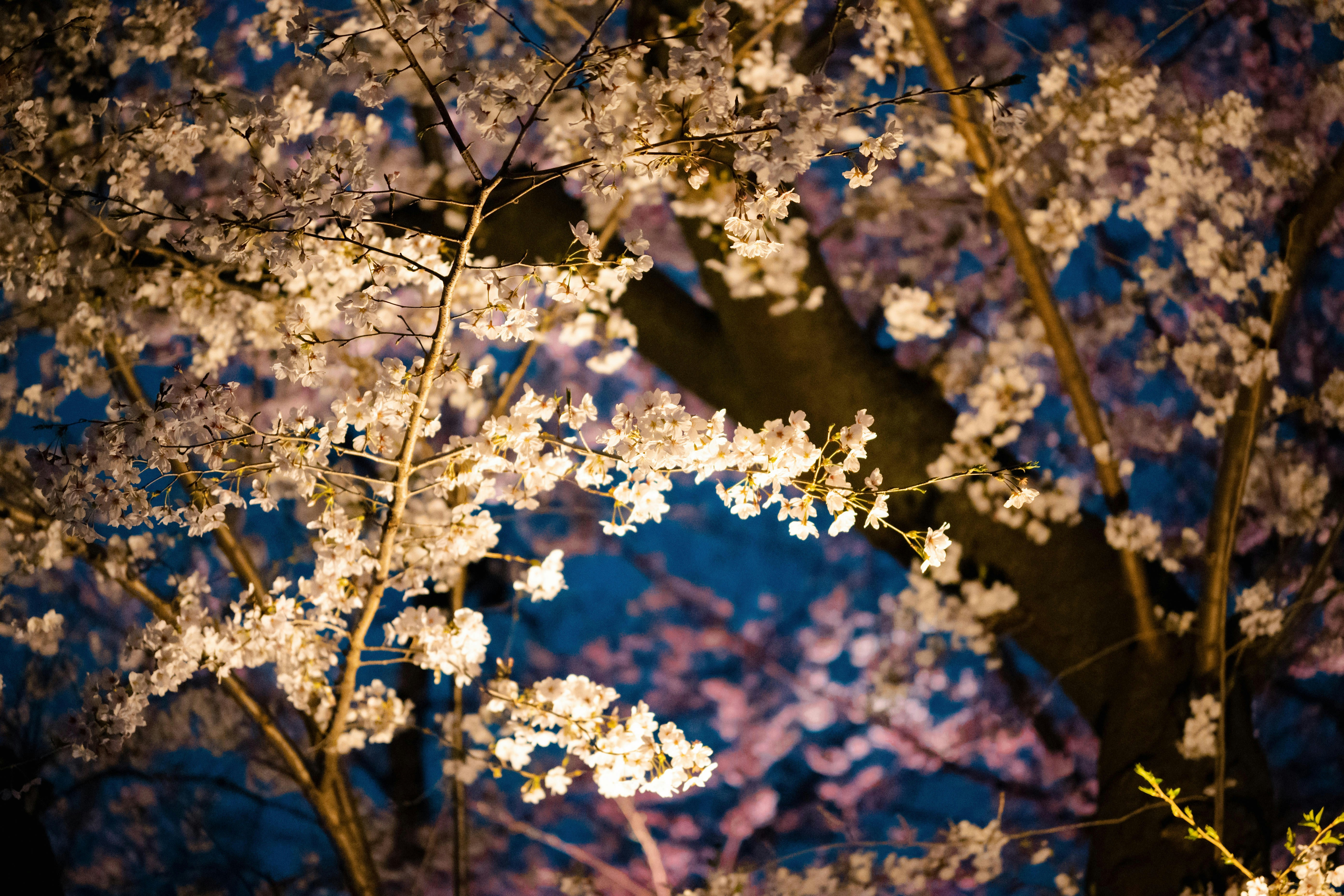 Sakura lanterns at night