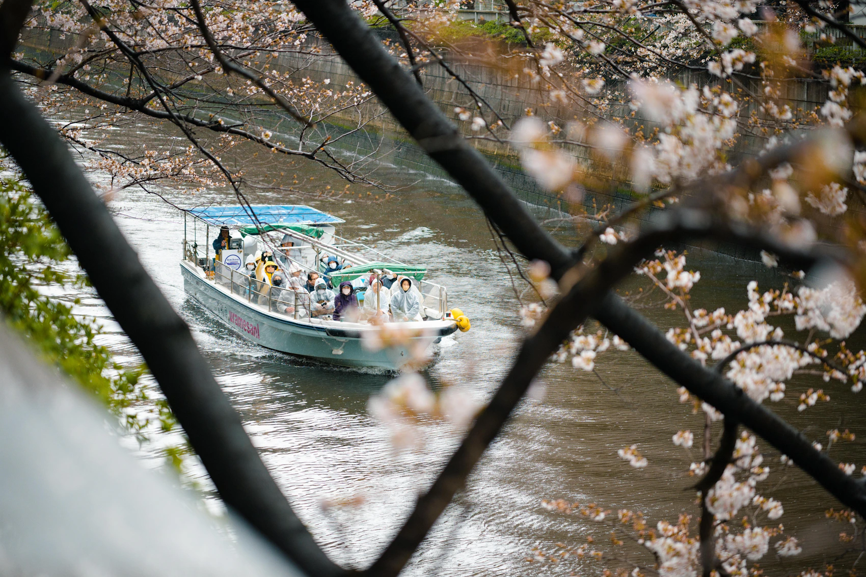 A small boat passing beneath full cherry blossom along Tokyo's Meguro River
