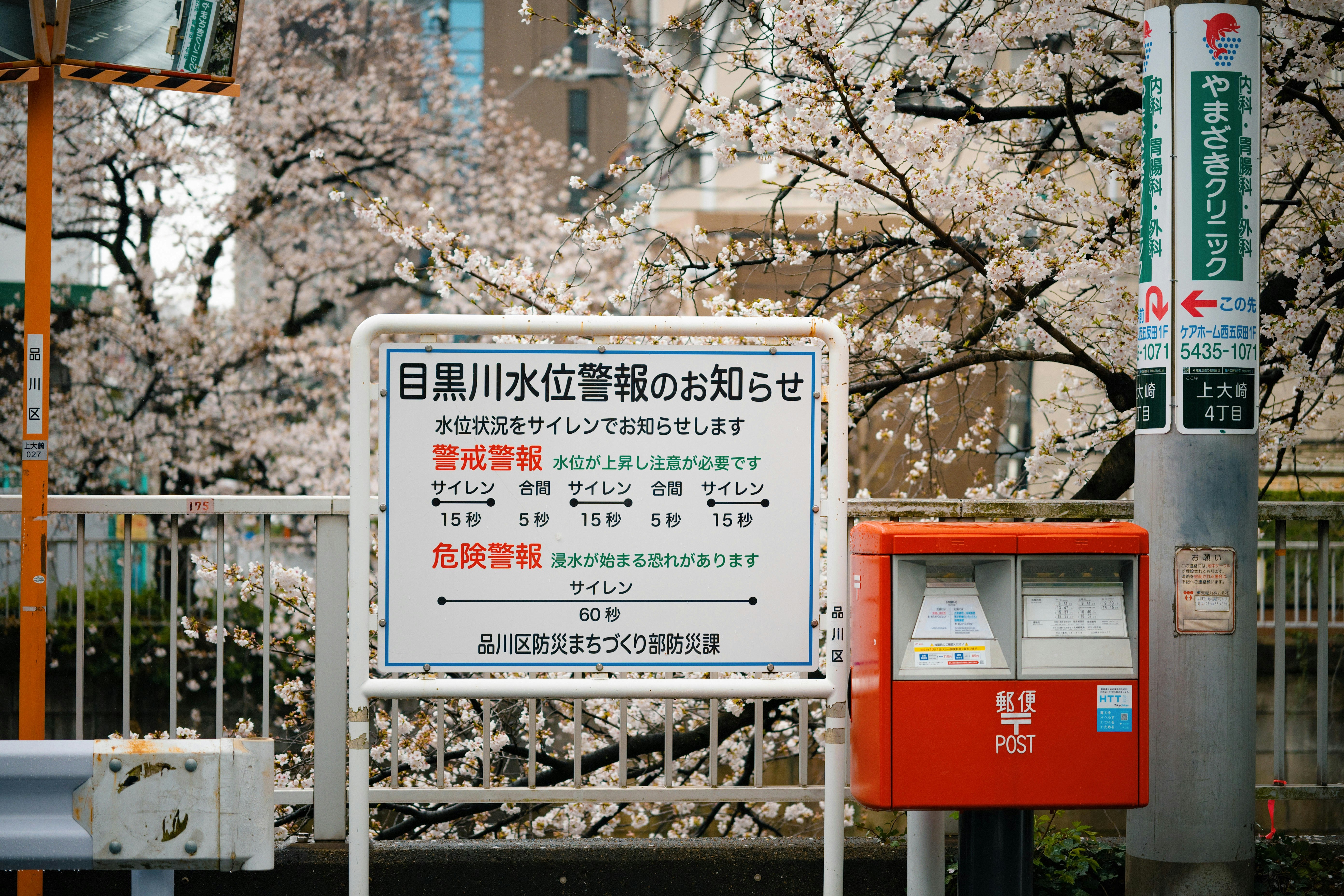 Cherry blossoms bloom with a sign and red mailbox.