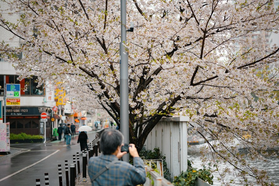 Cherry Blossom Festivals: Japan's Hanami and Beyond