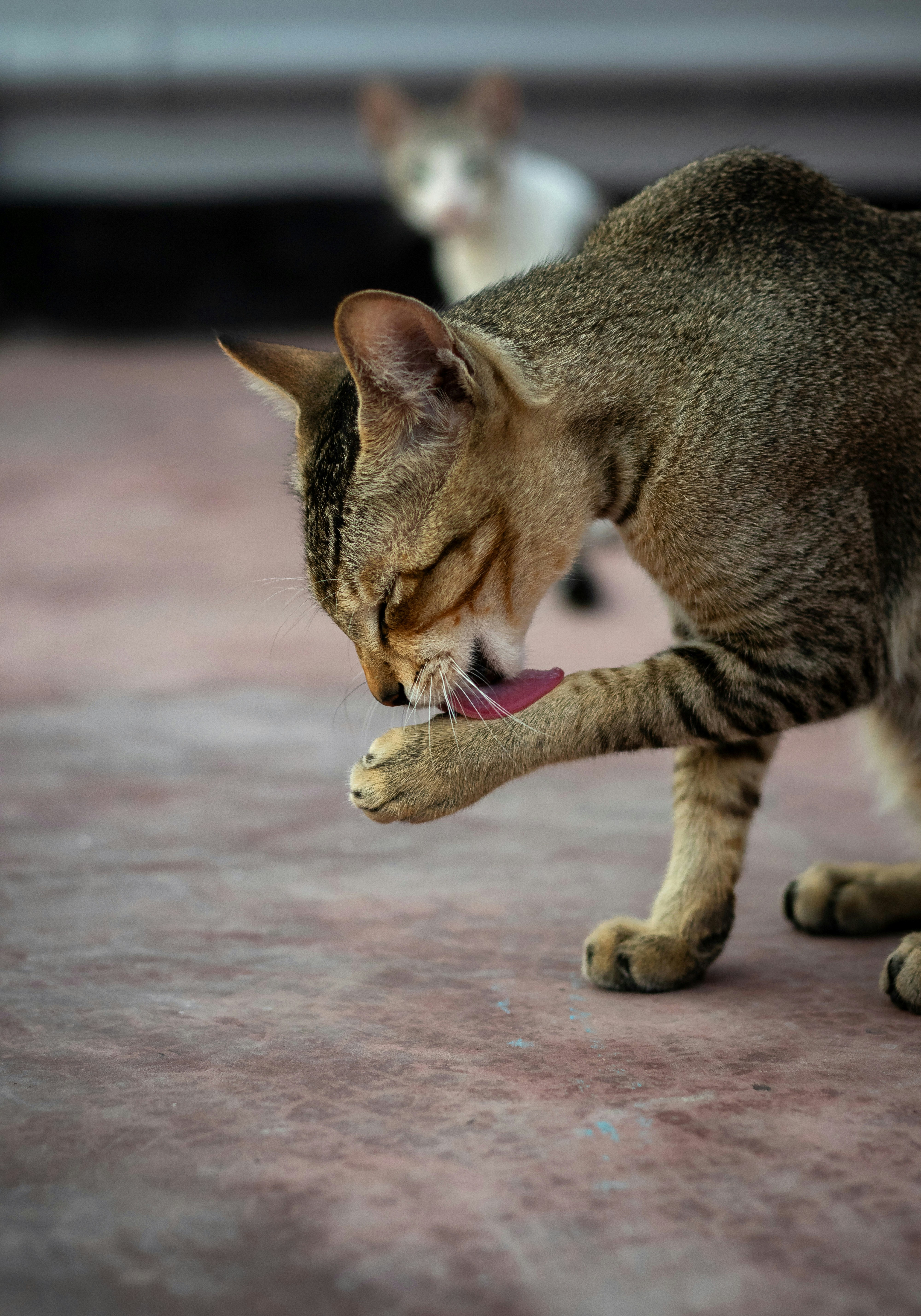Effortless Cleanliness and Grooming (image credits: unsplash)