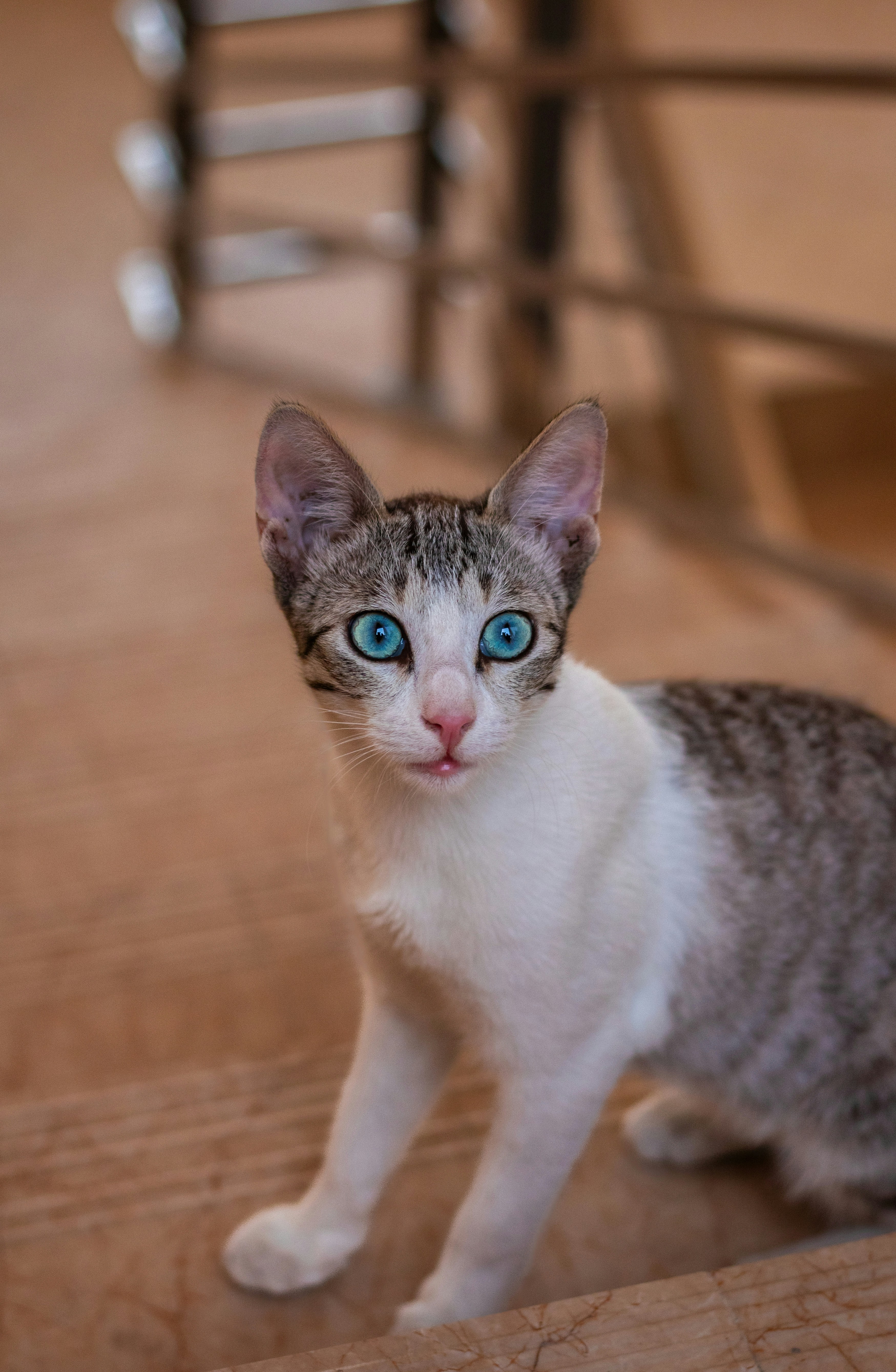 Un chat aux yeux bleus perçants qui regarde intensément.