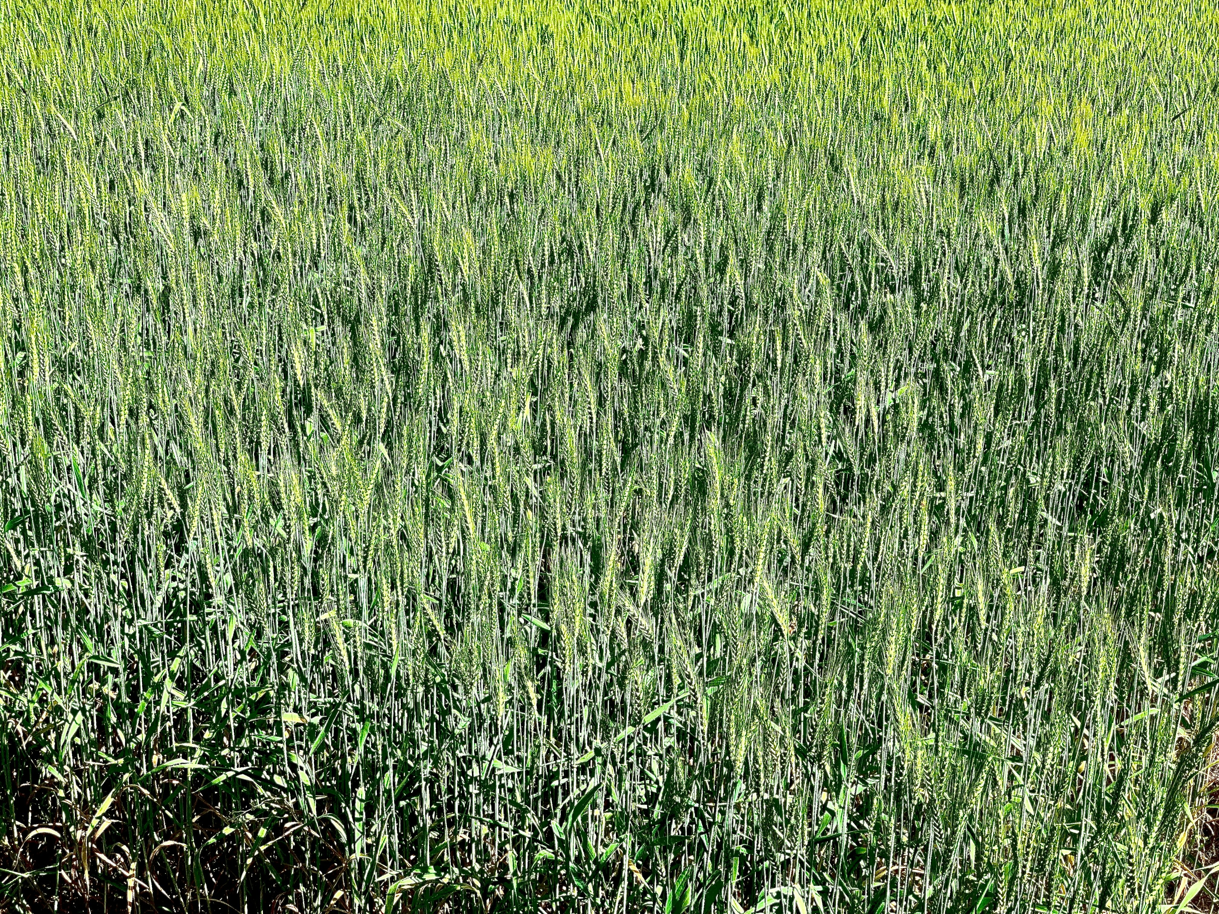 Photo by madee_singh