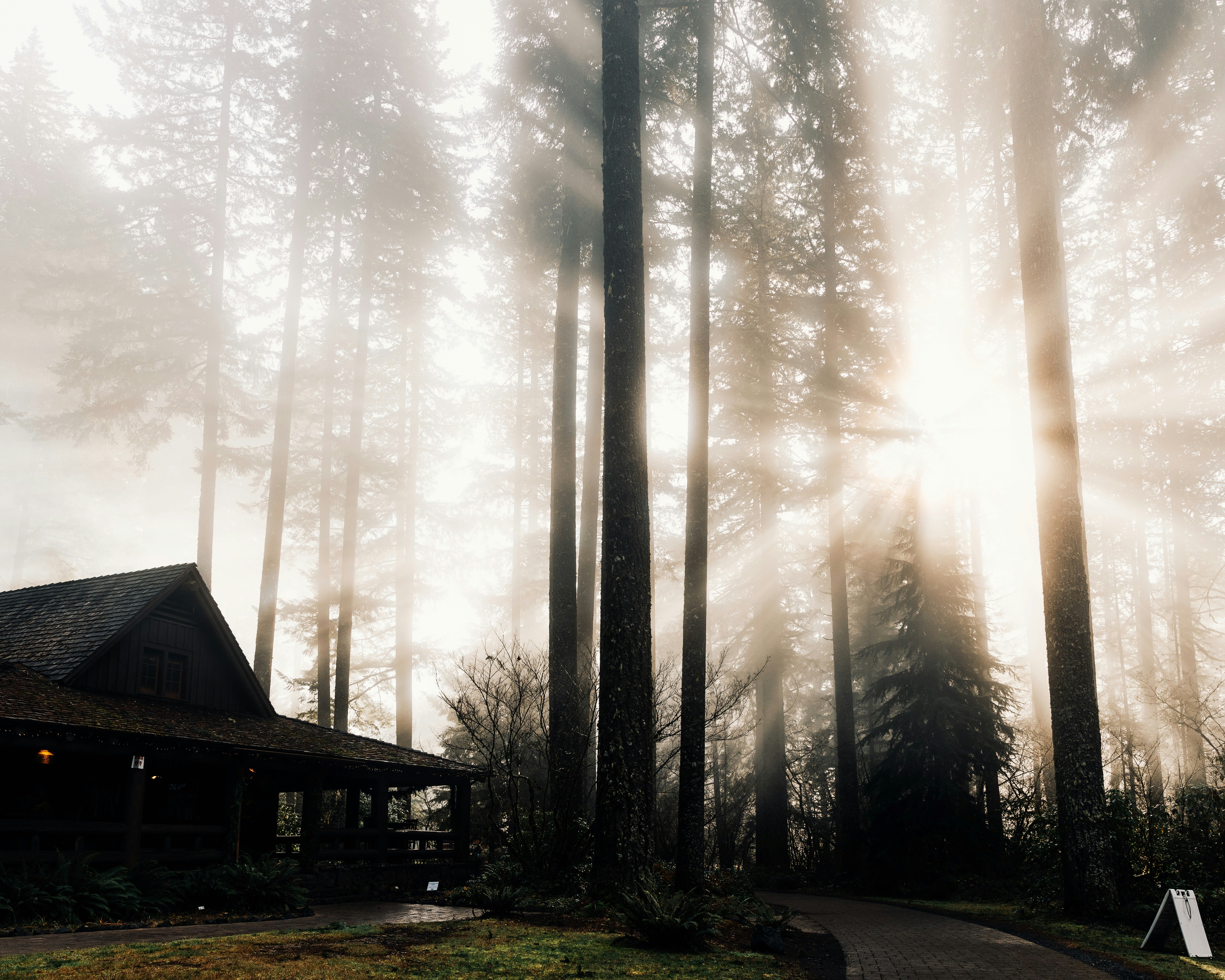 木々の間から明るい日差しが差し込む霧の森。