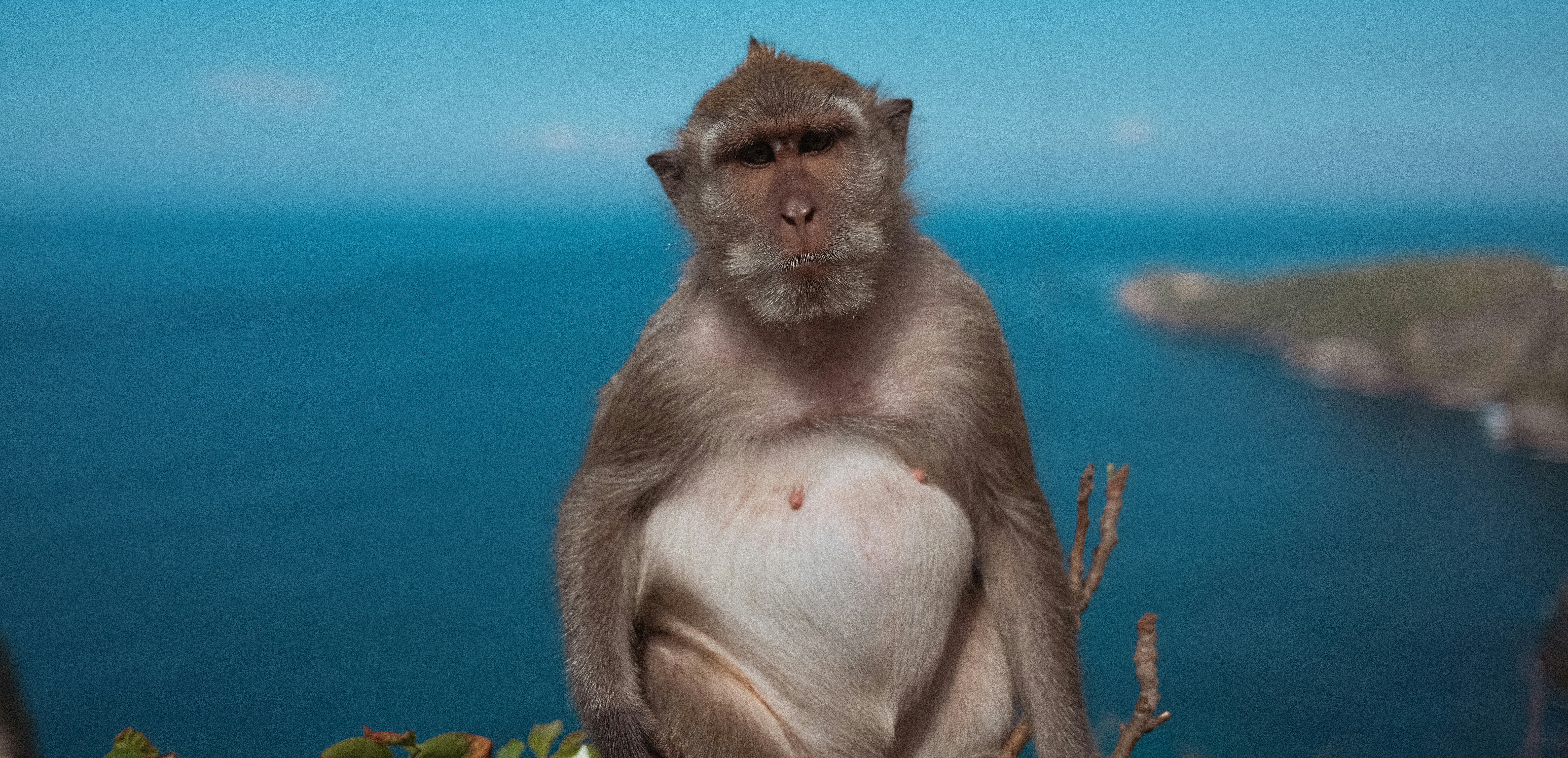 A monkey looks at the camera.