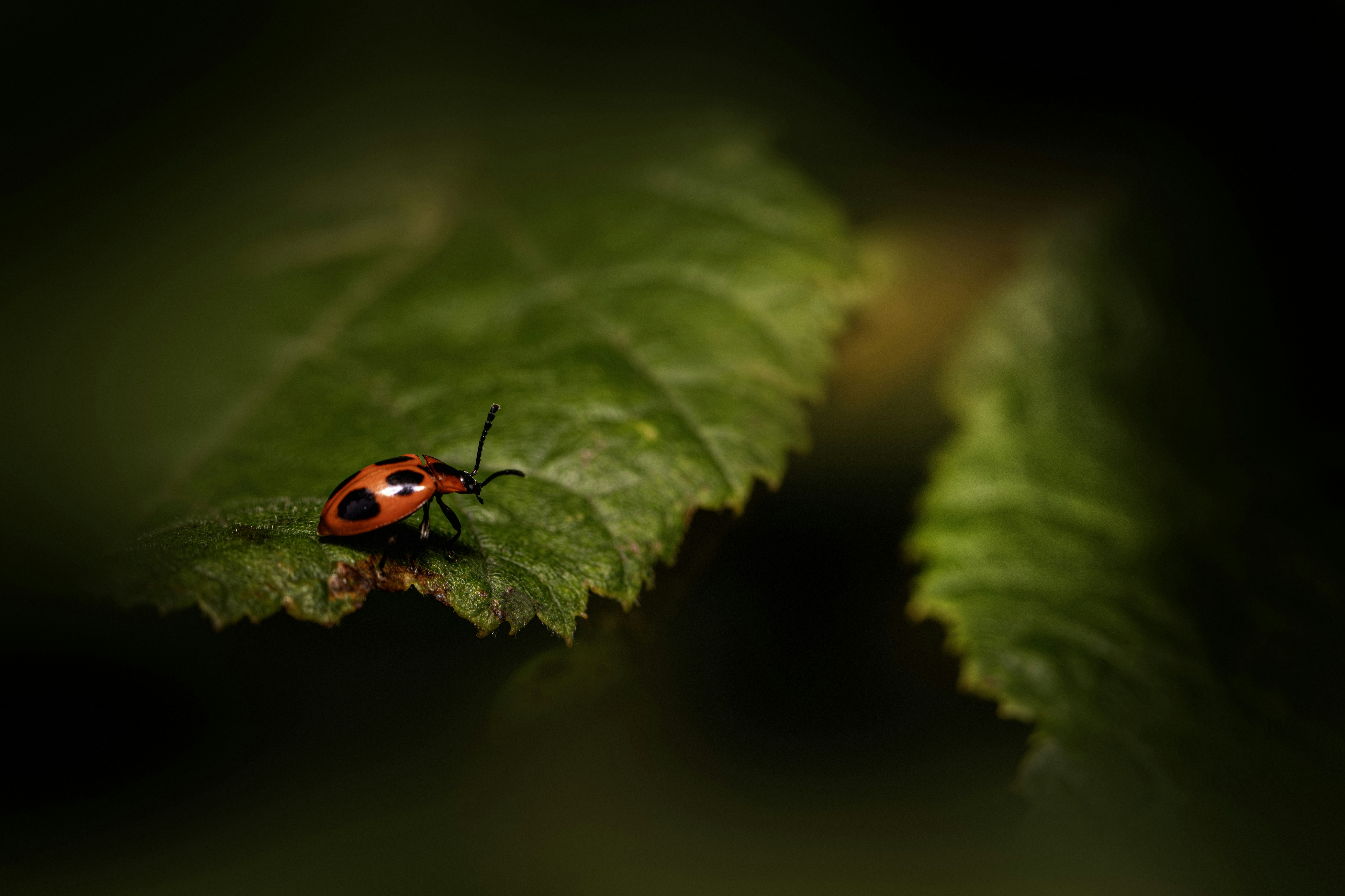 Photo by erik_karits