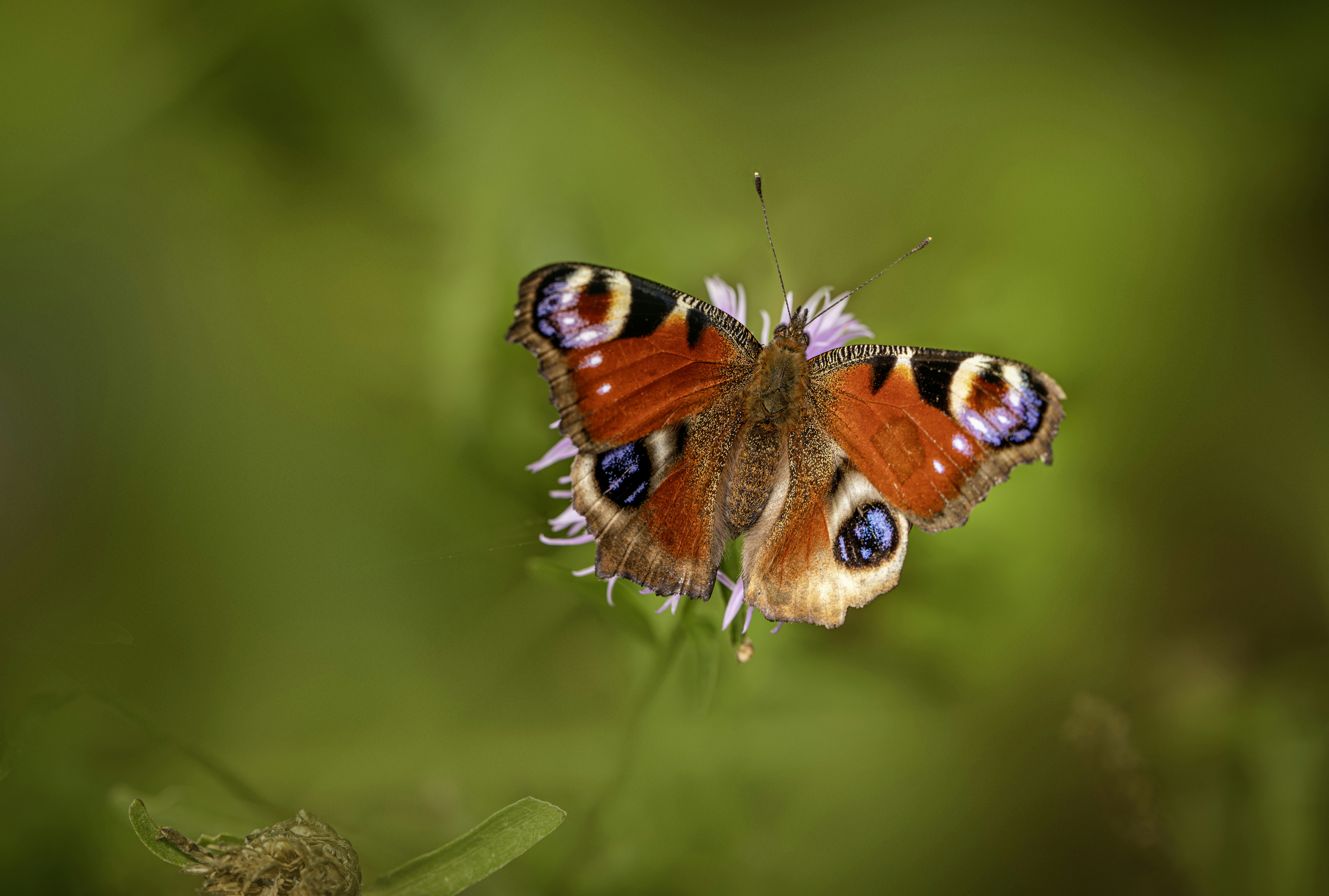 Photo by erik_karits