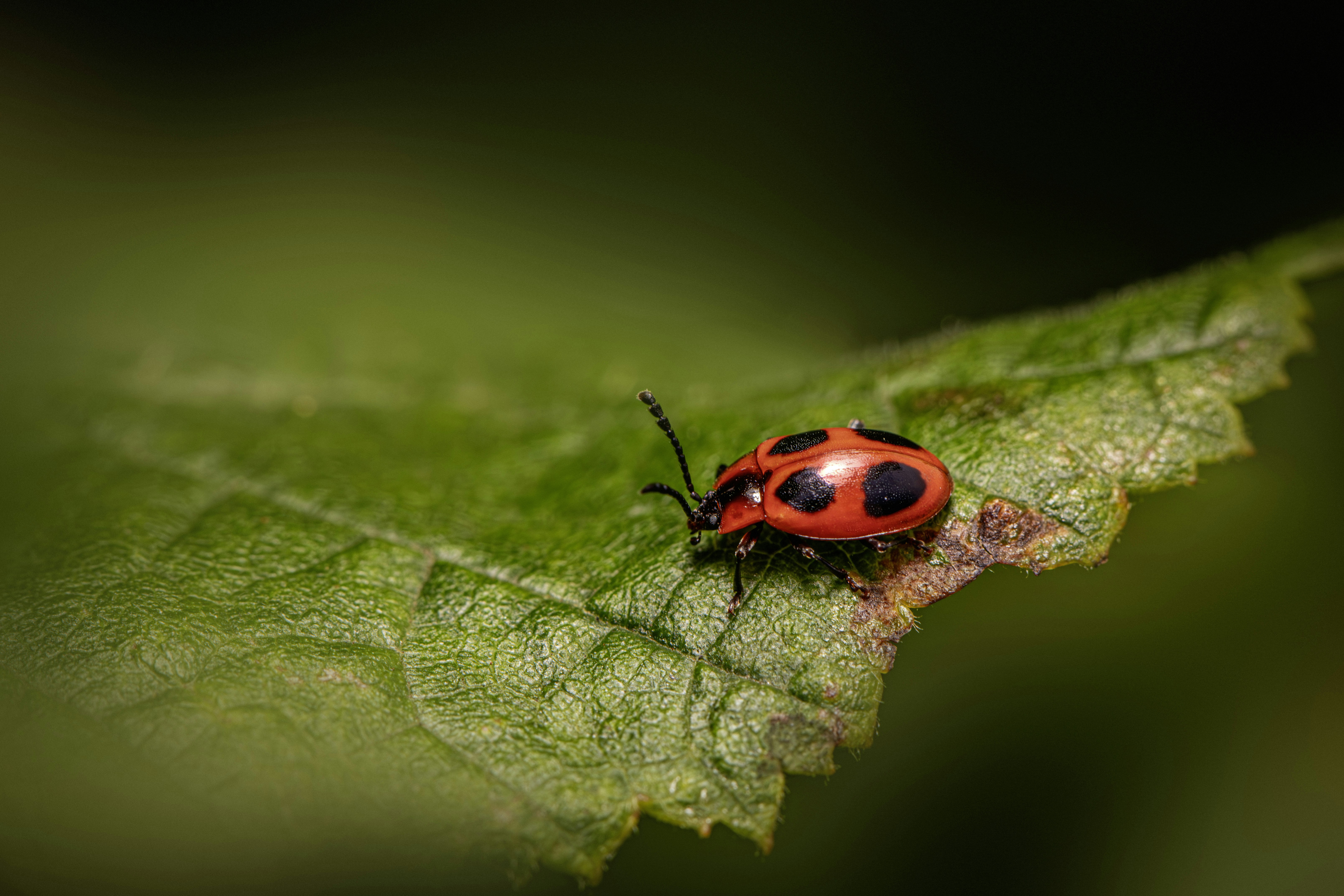 Photo by erik_karits