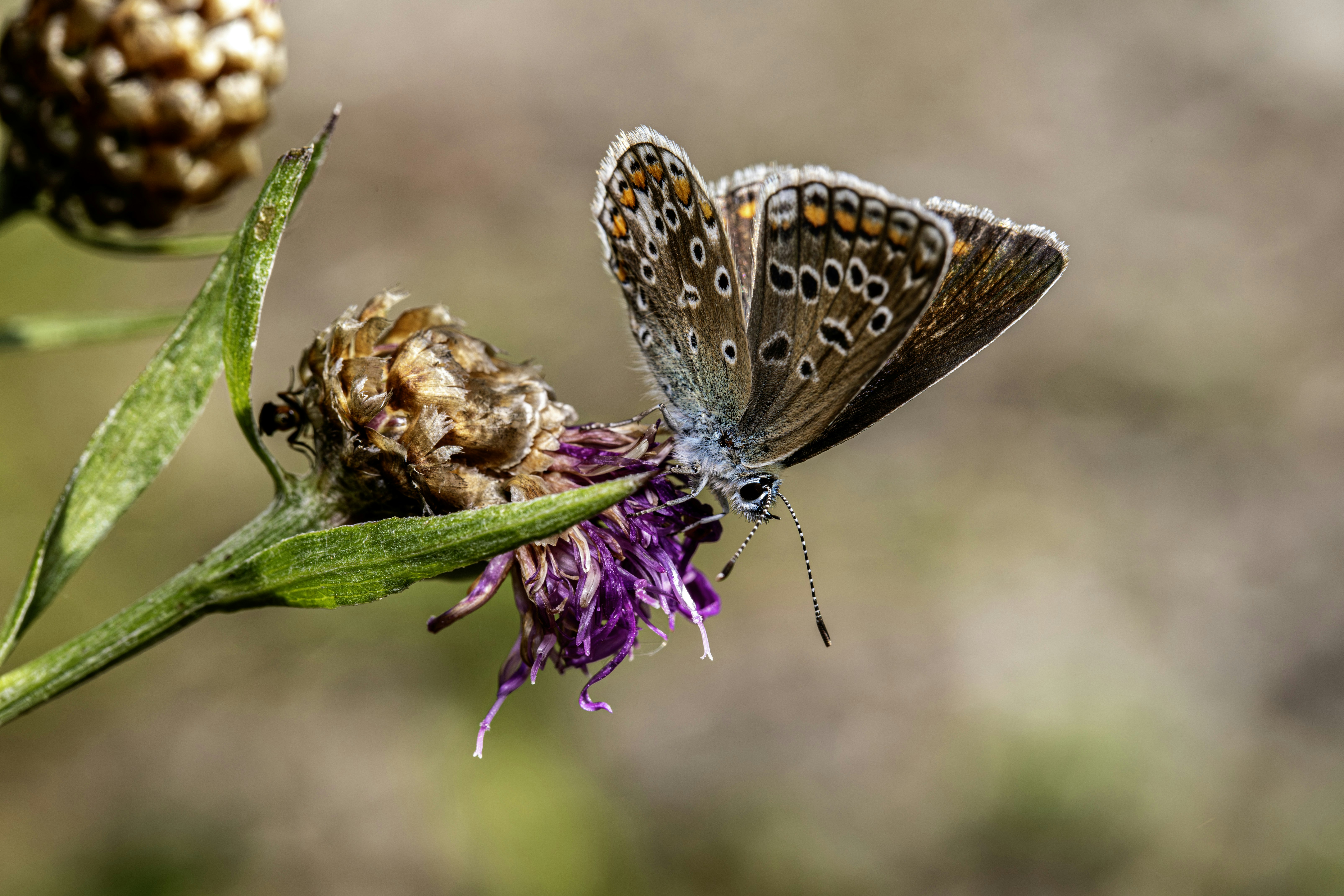 Photo by erik_karits