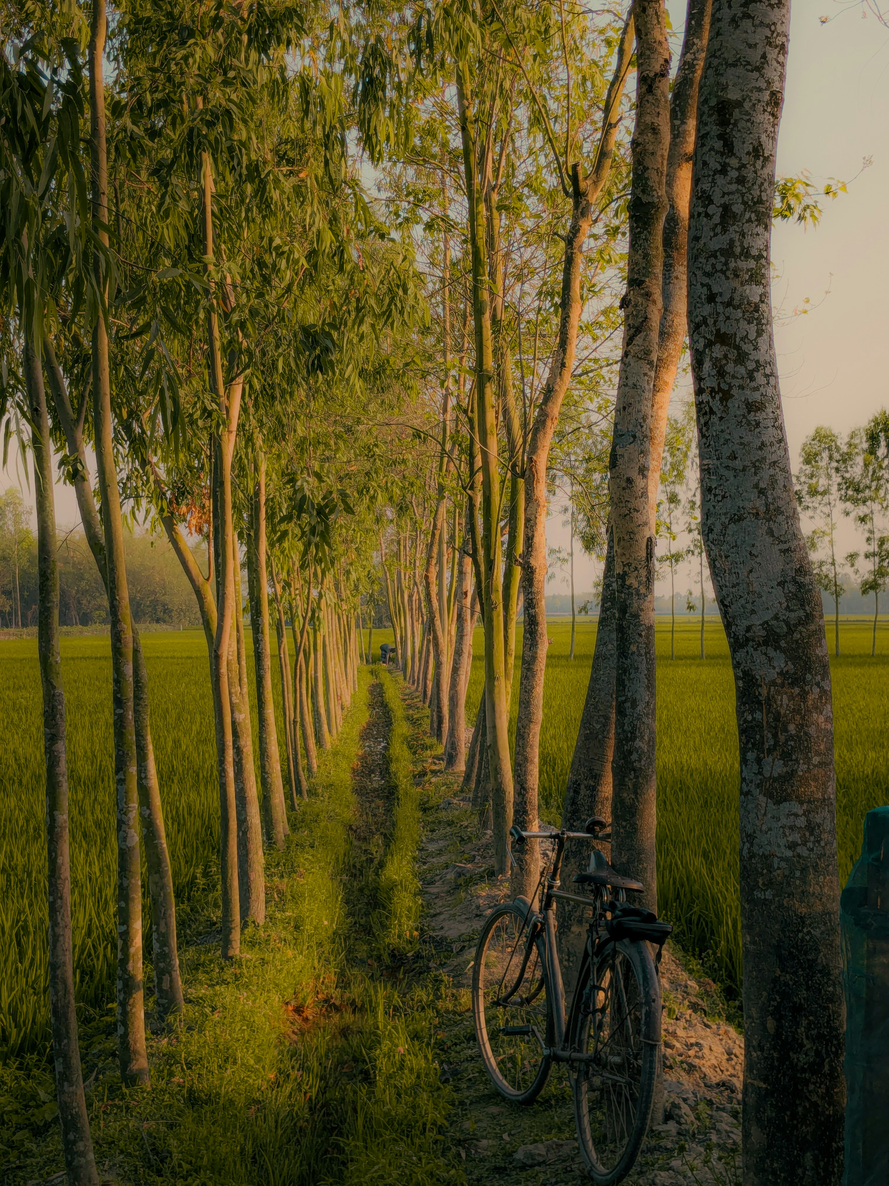 A bicycle sits on a path lined with trees.