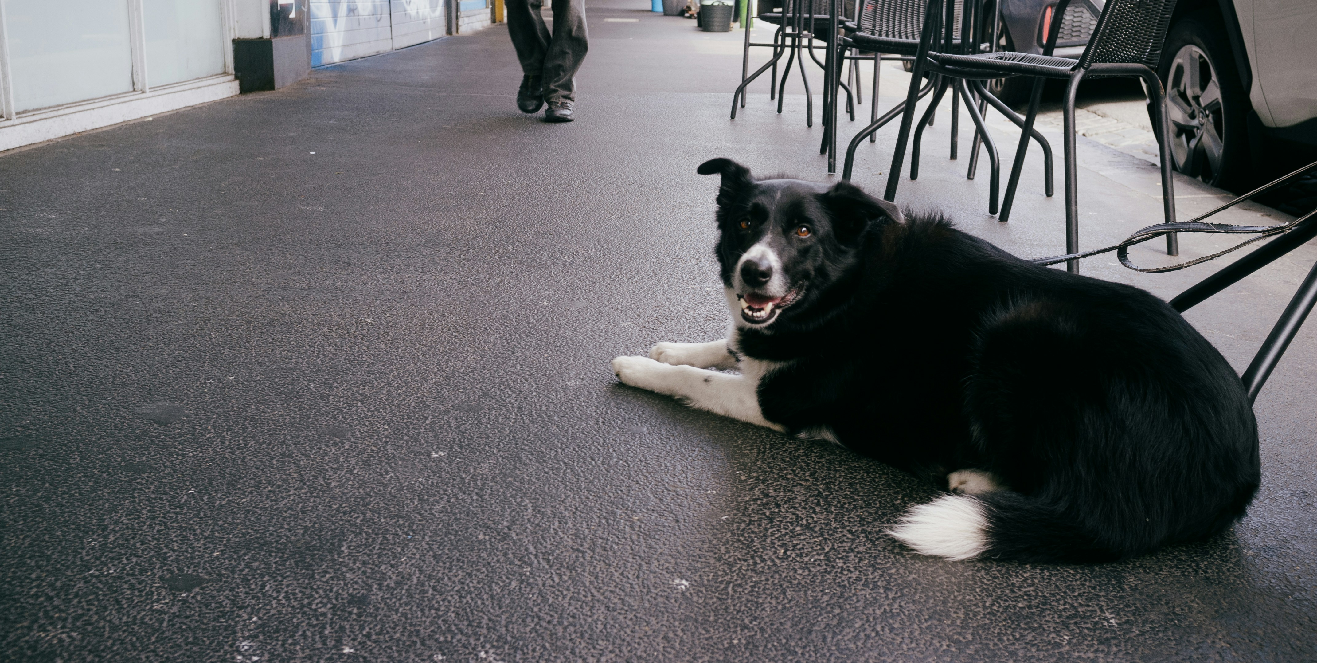 비행기 탈 때 강아지 이렇게 준비하면 스트레스 제로