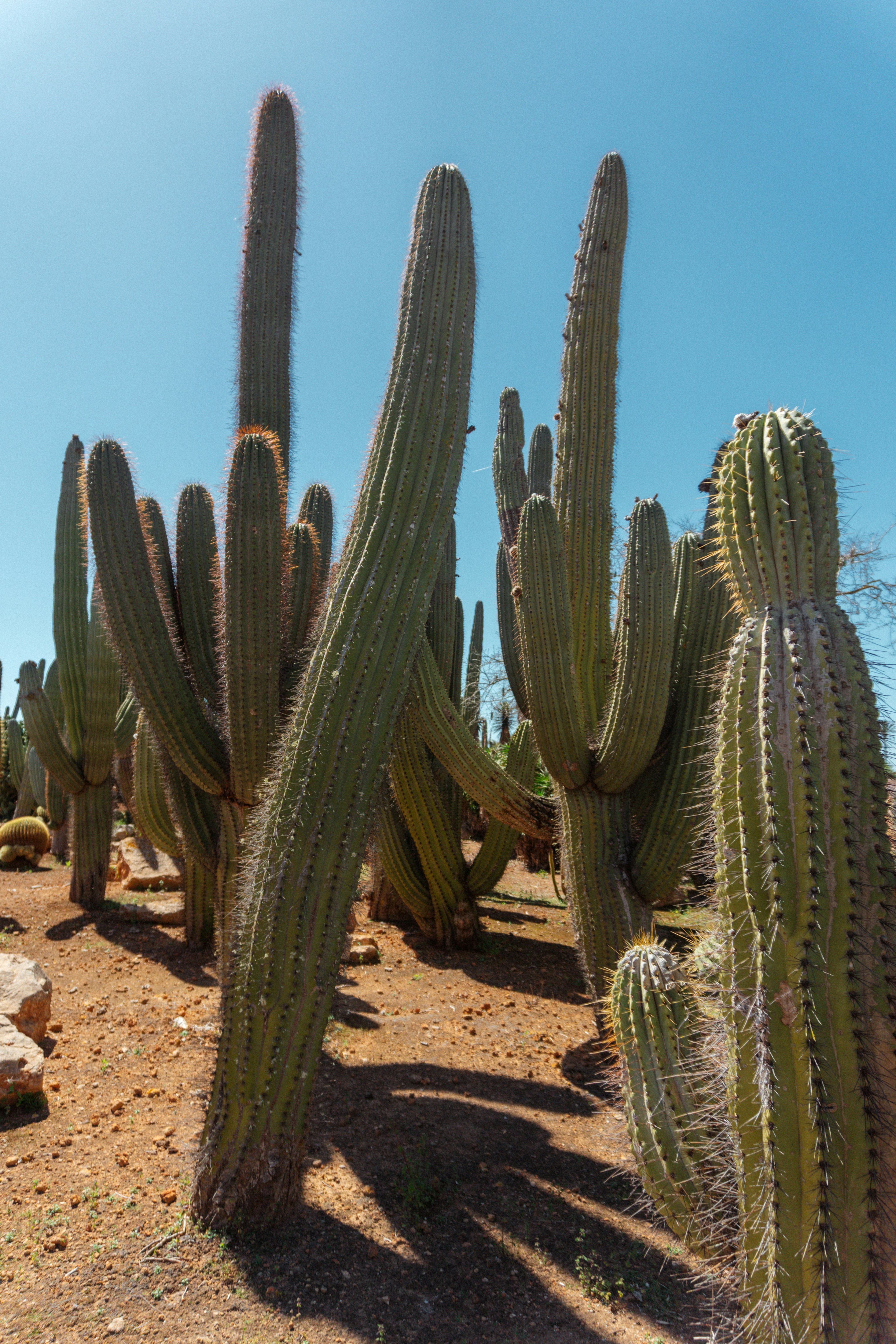 Photo by raymondpetrik