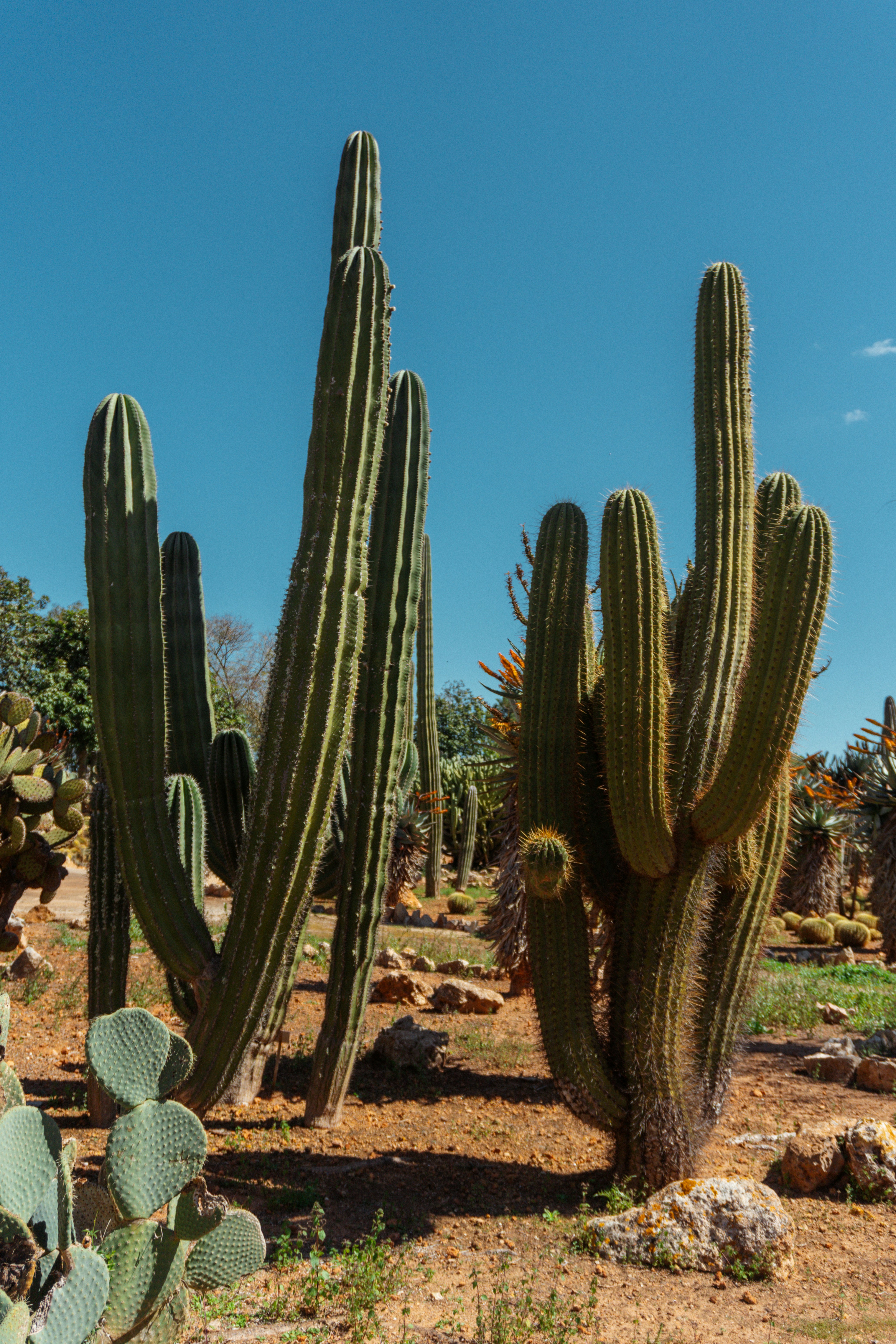 Photo by raymondpetrik