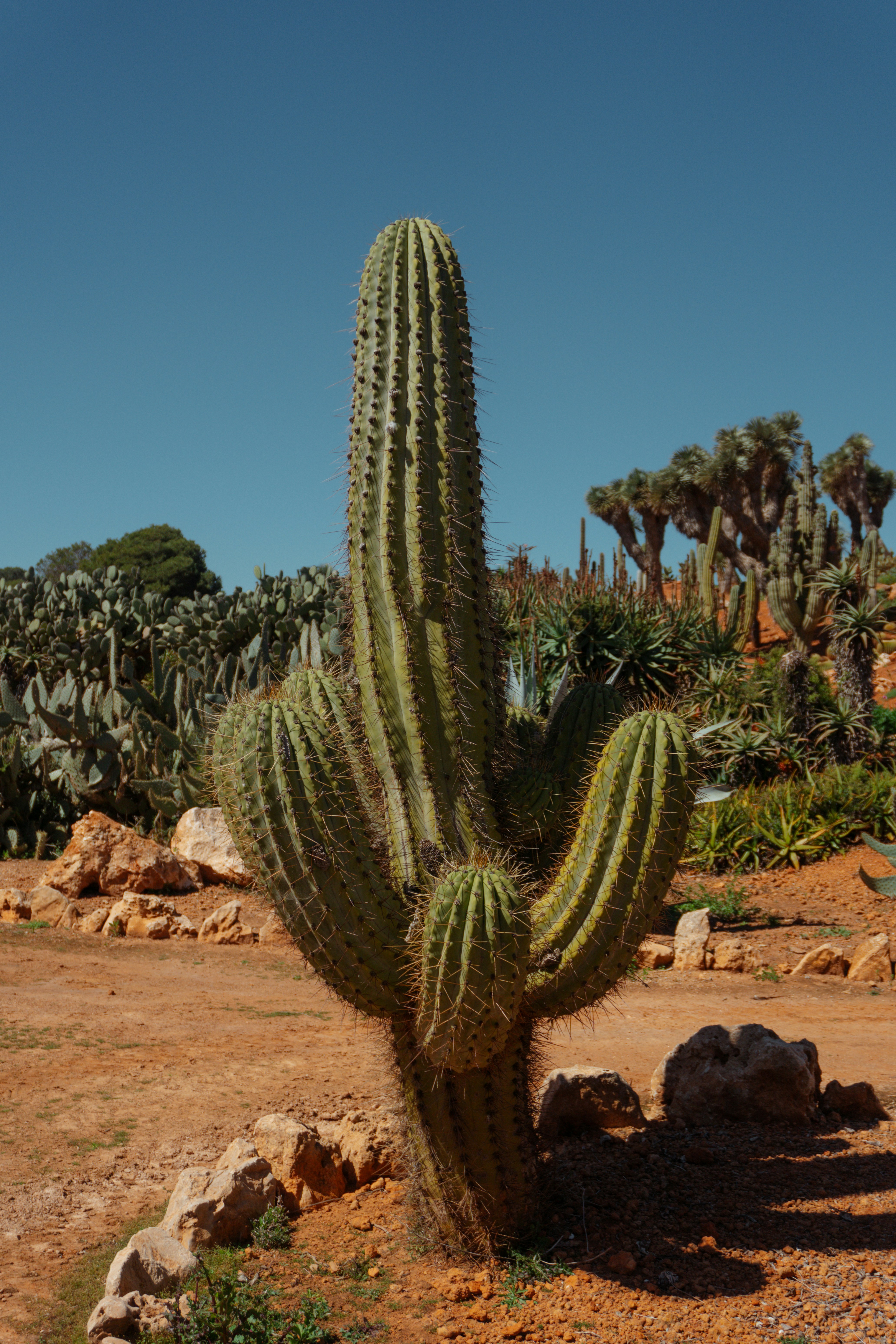 Photo by raymondpetrik