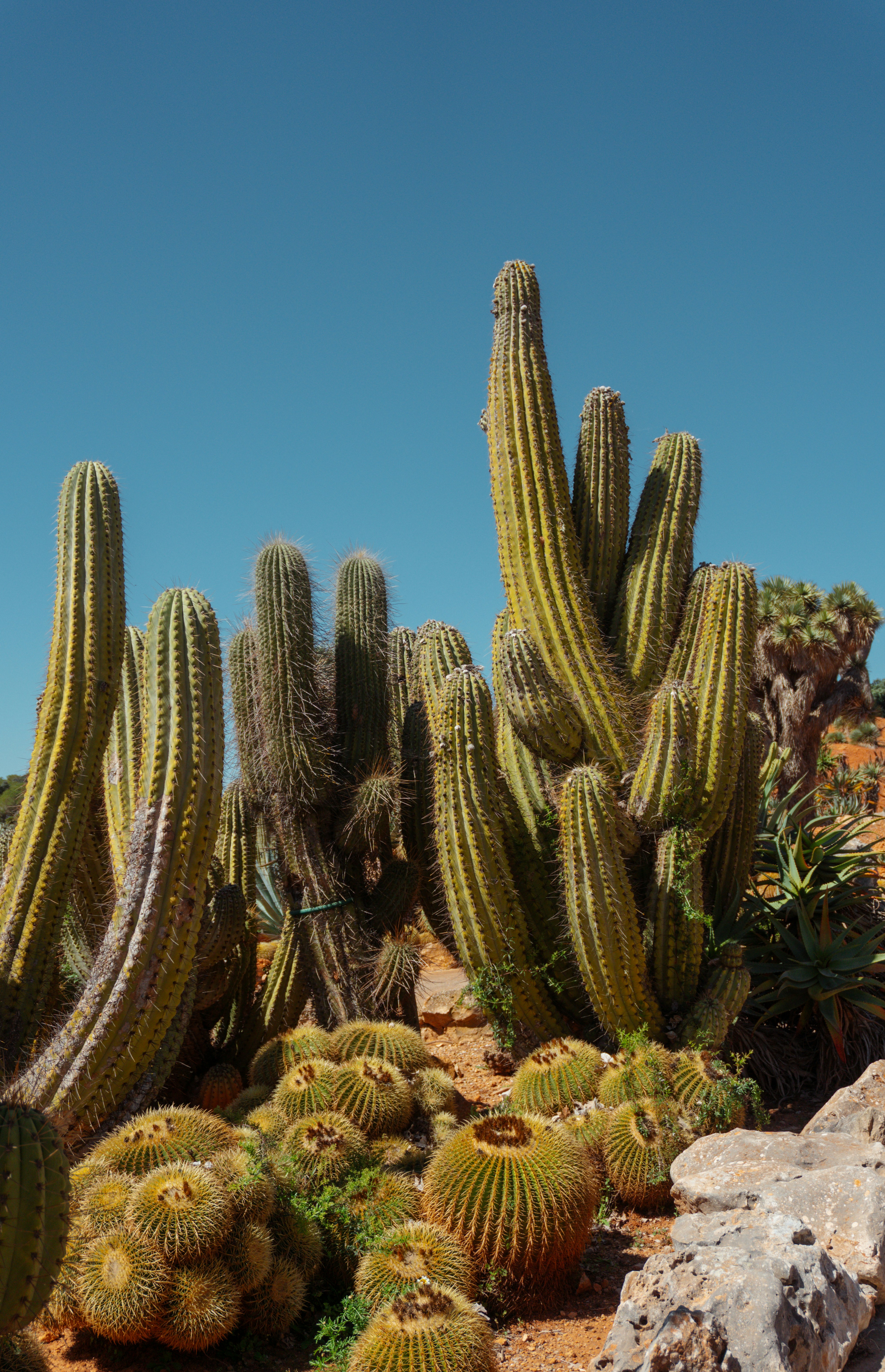 Photo by raymondpetrik