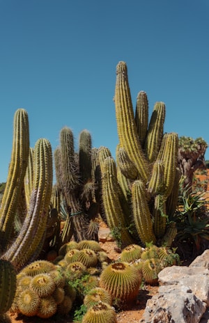 Cacti flourish under a bright blue sky.