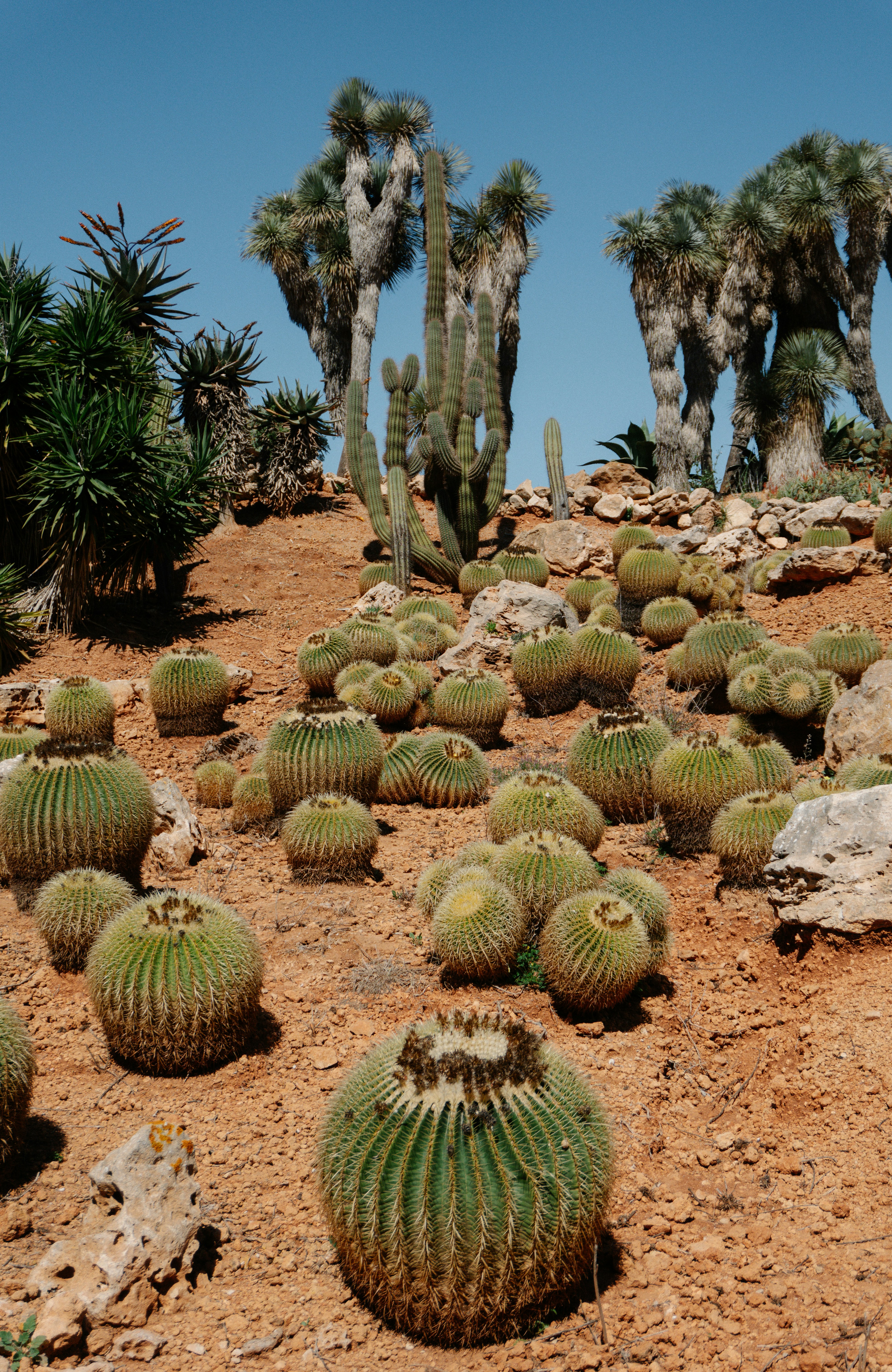 Photo by raymondpetrik