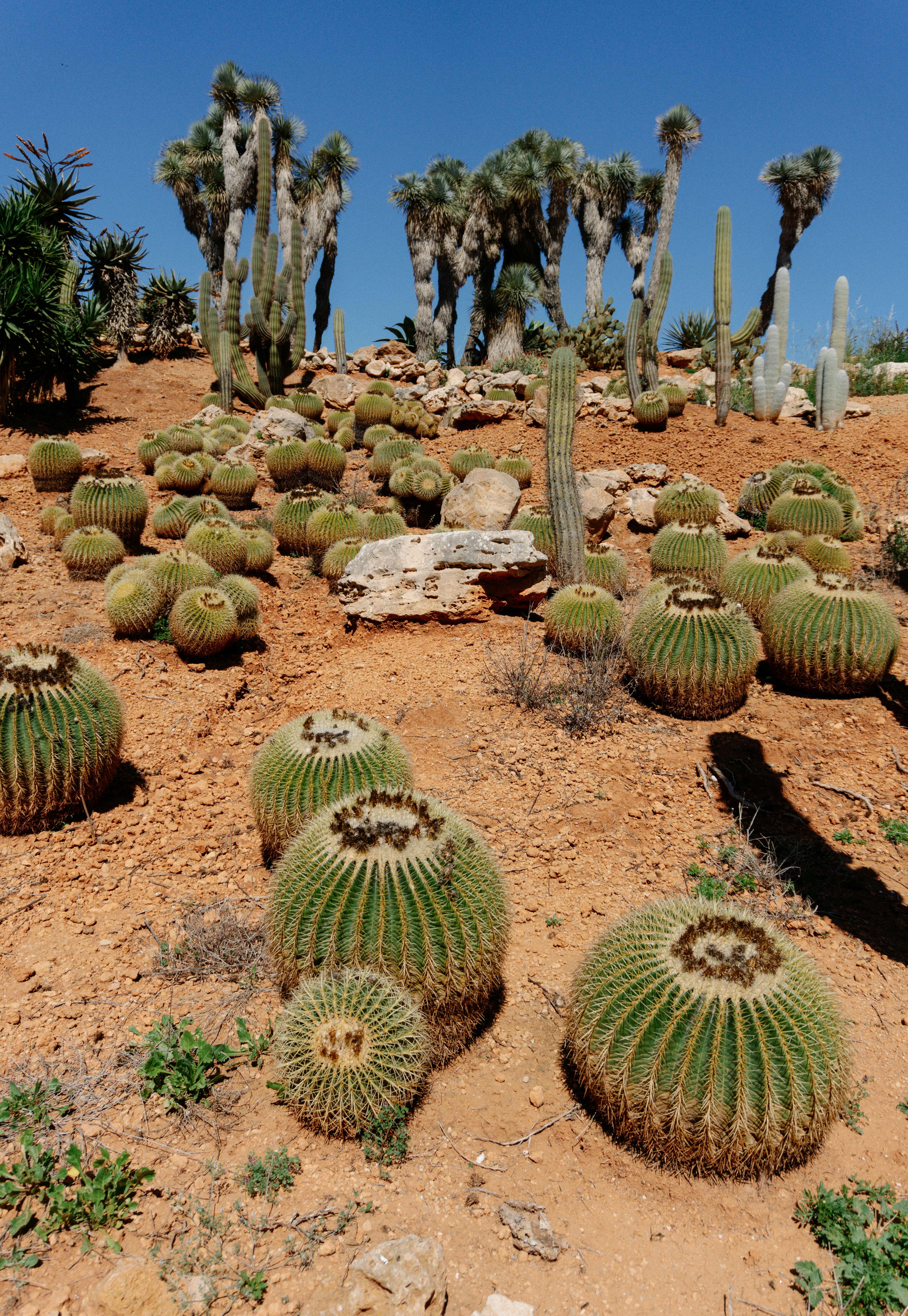 Photo by raymondpetrik