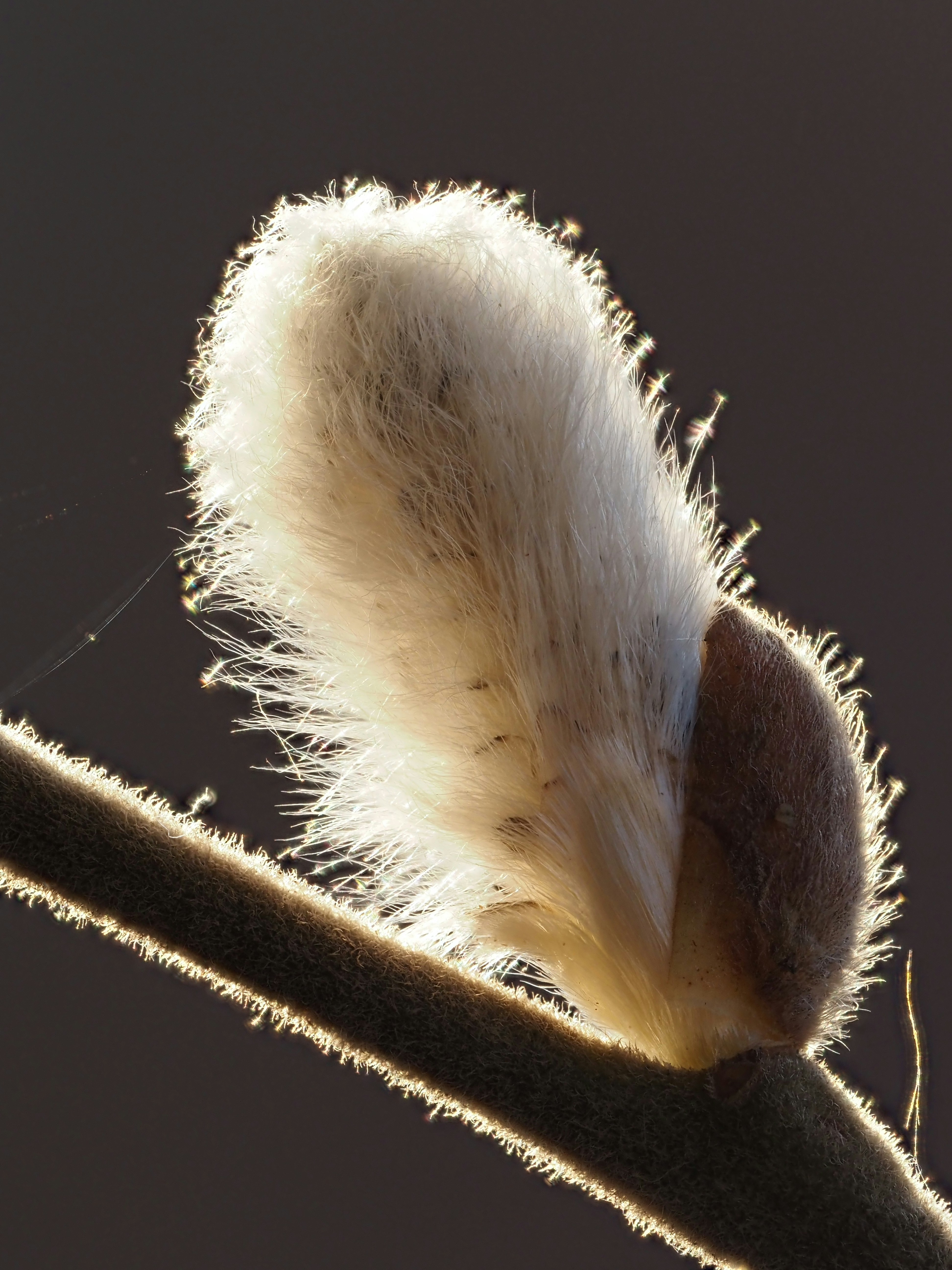 A fluffy willow catkin glows in the sunlight.