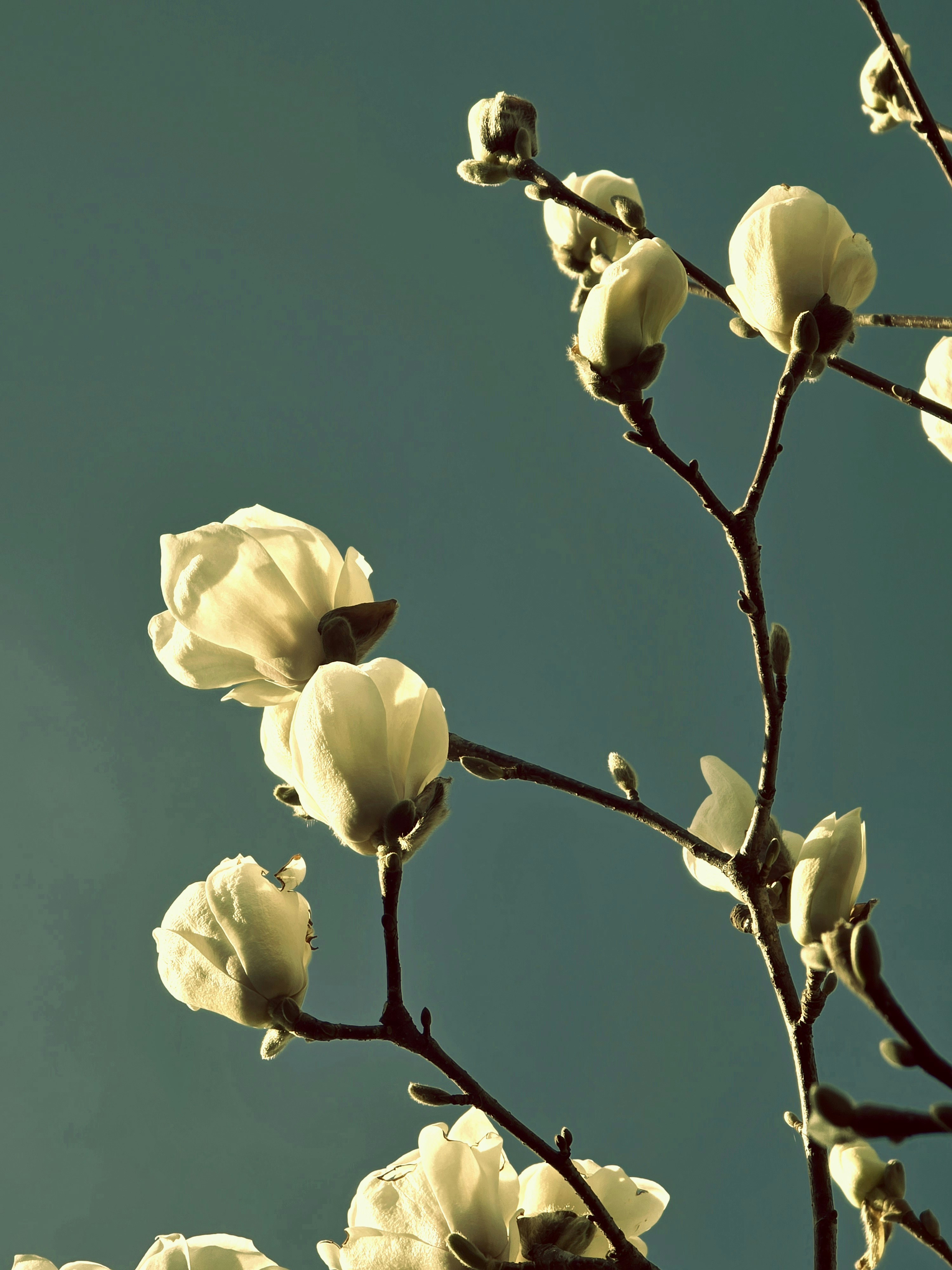 Photo by memenito_96