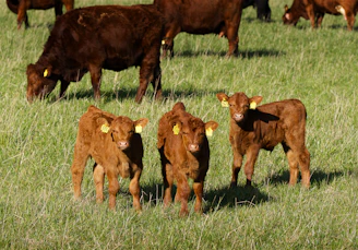 Cows graze in a green pasture with calves.