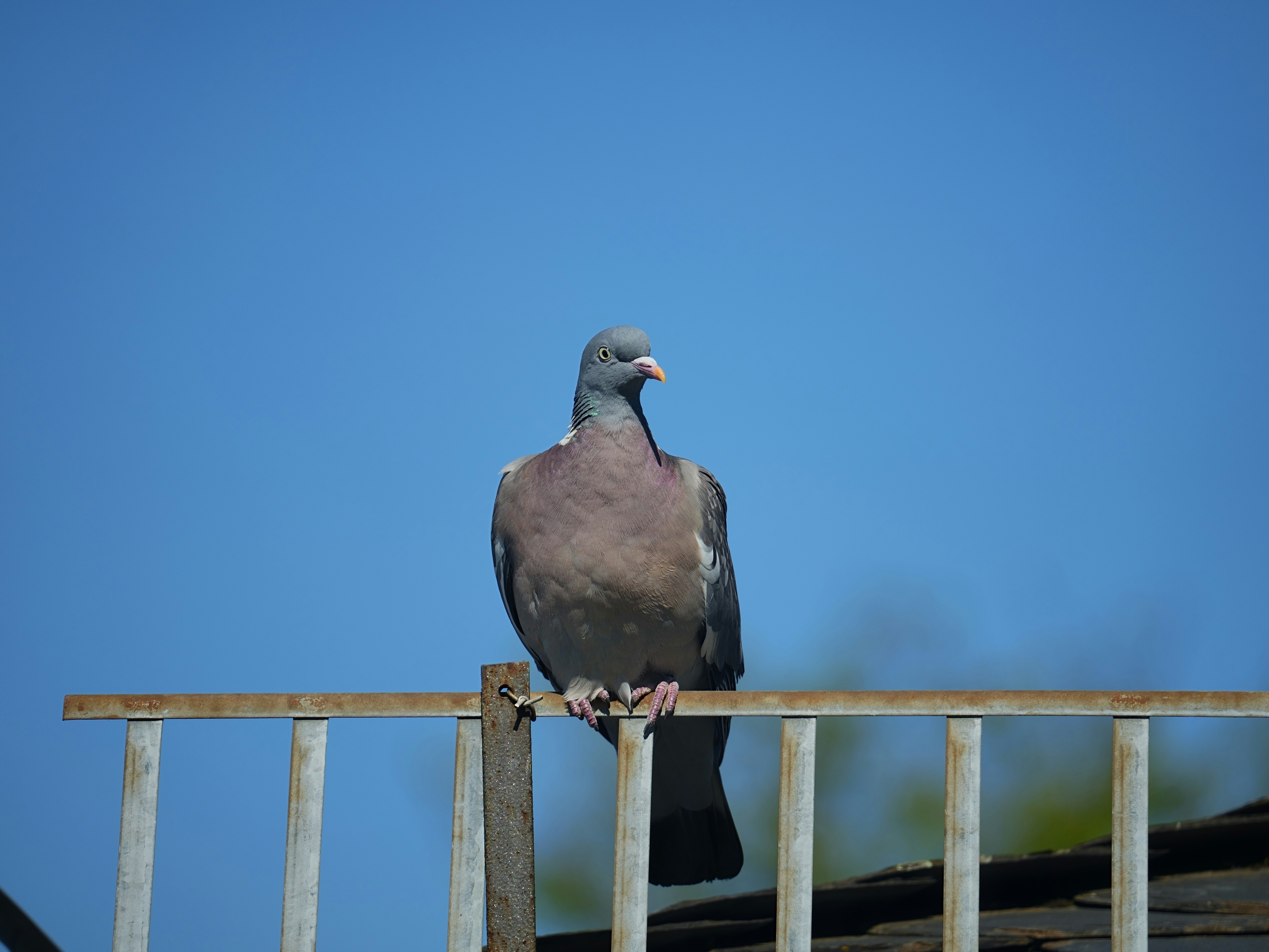 A pigeon is perched on a railing.