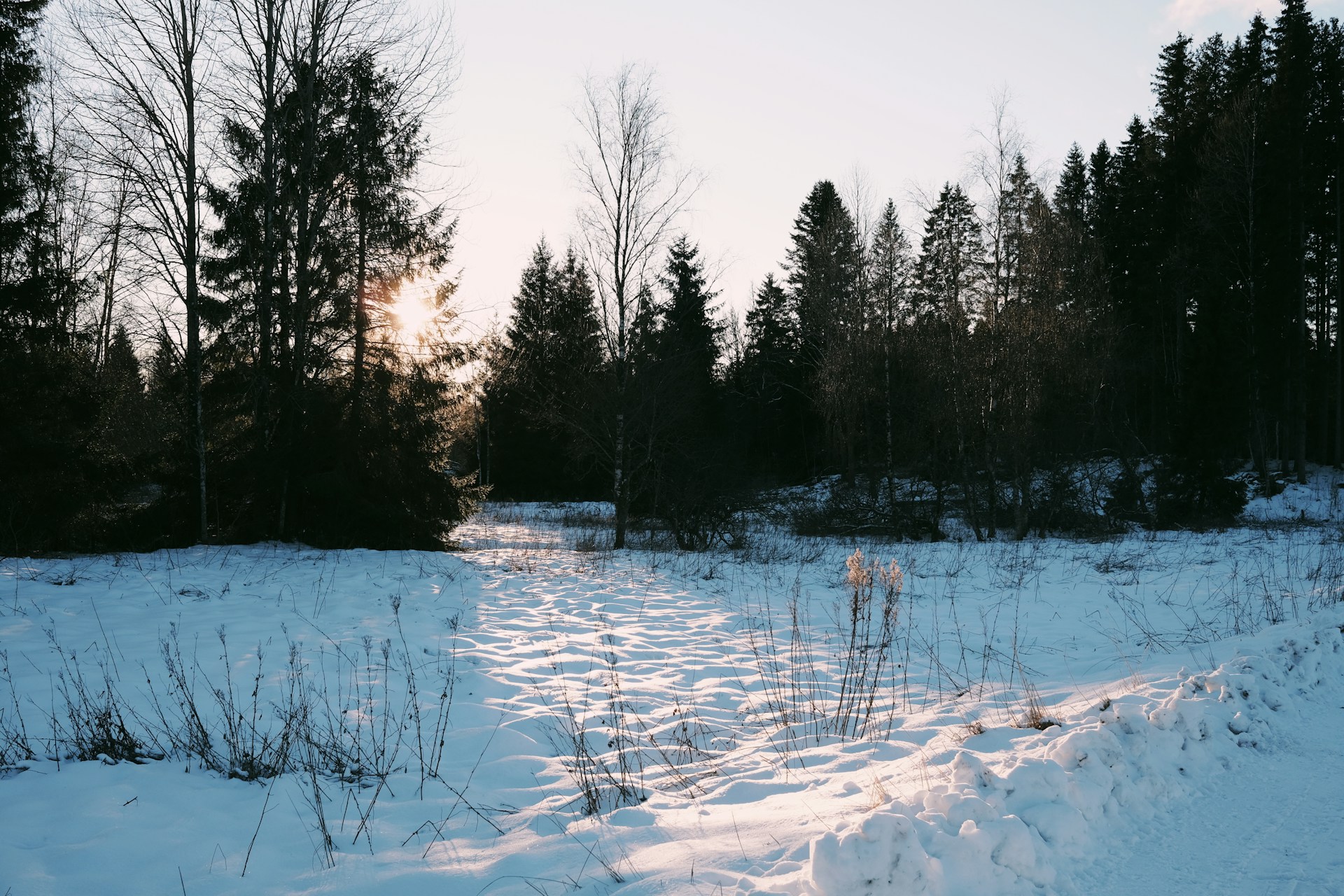 Snowy trail leads toward a forest.