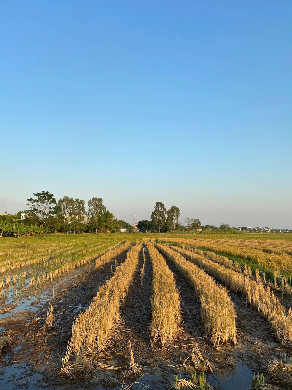 Rice field after harvest