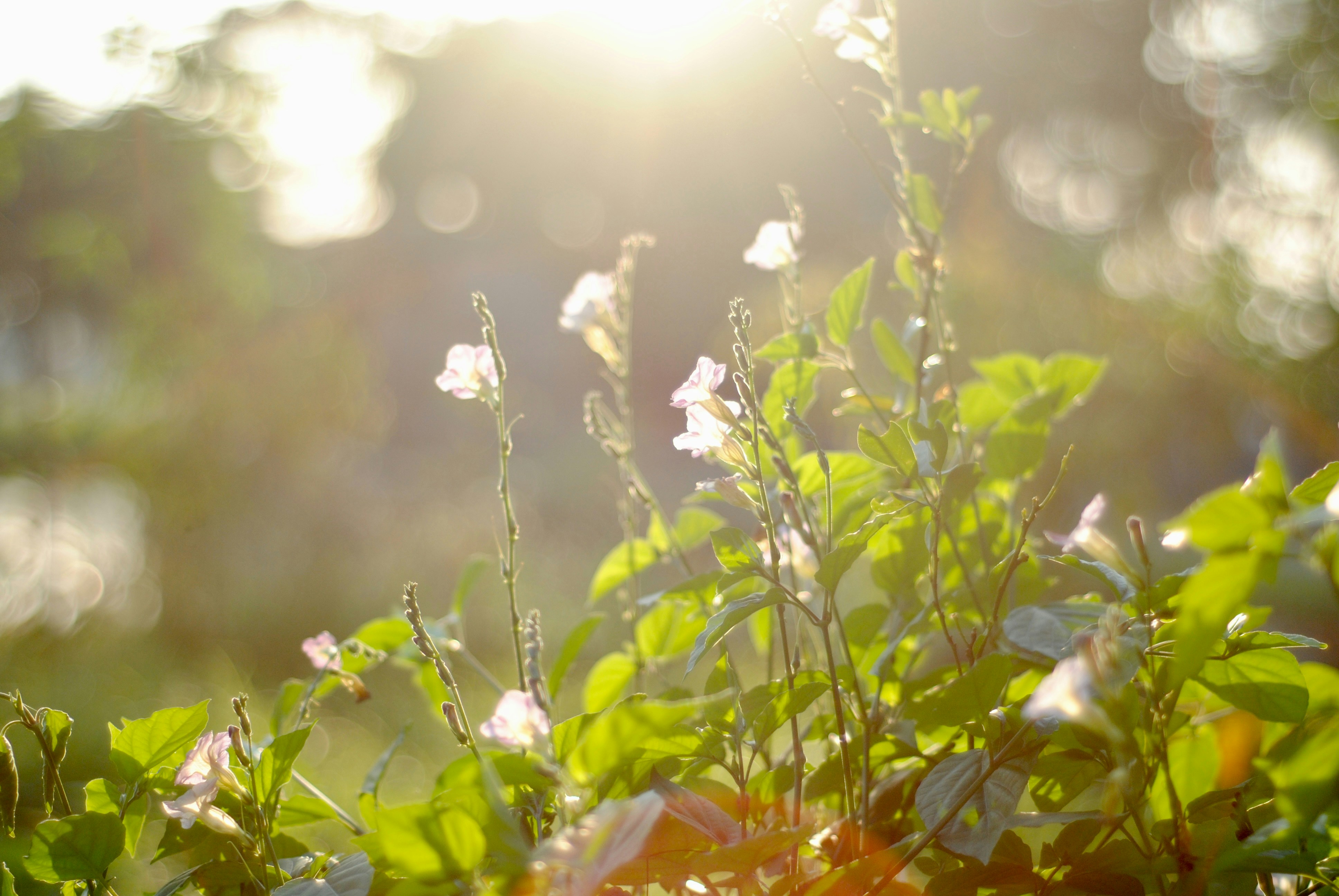 Photo by buithanhhuong